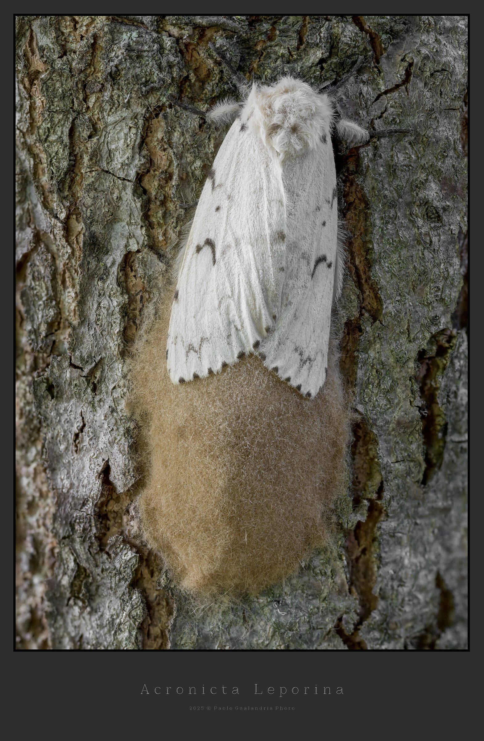 Acronicta Leporina