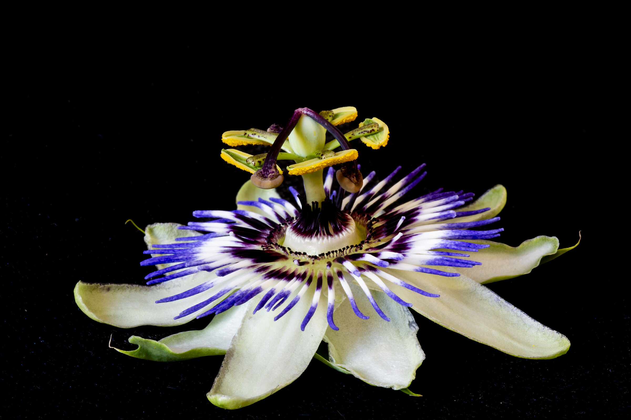 fiore della passione