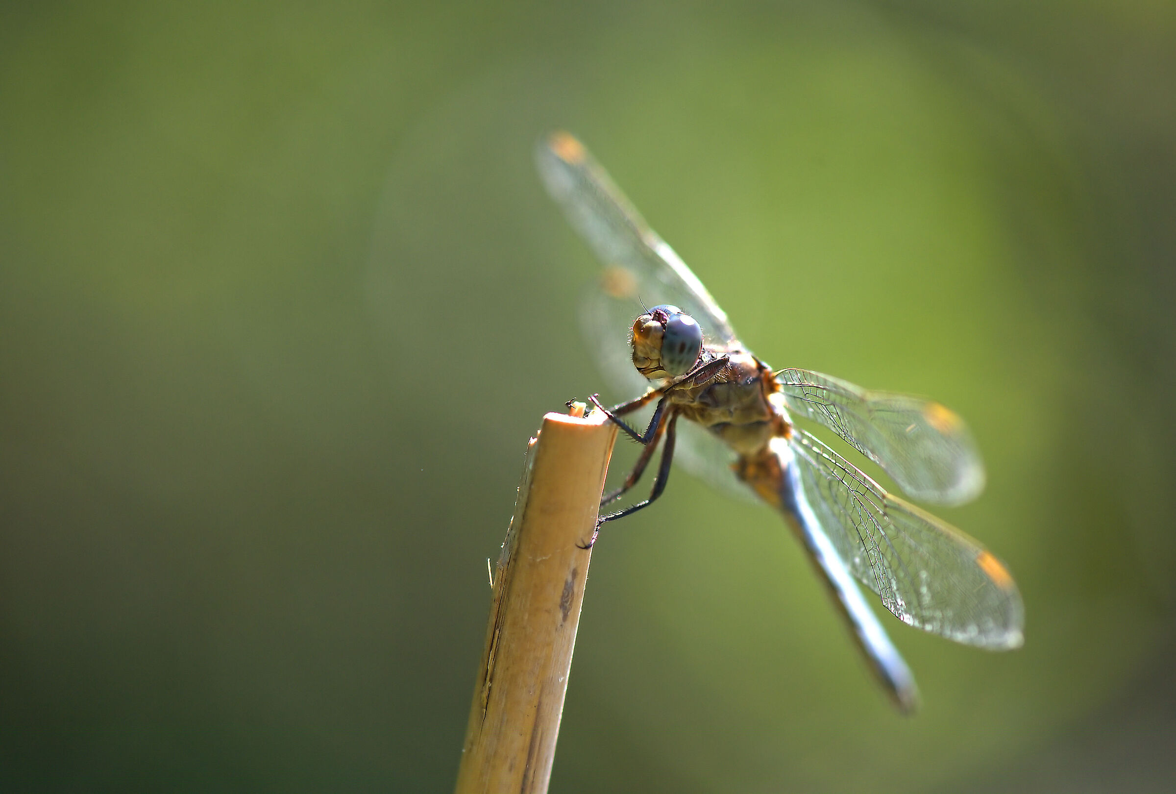 Libellula fulva