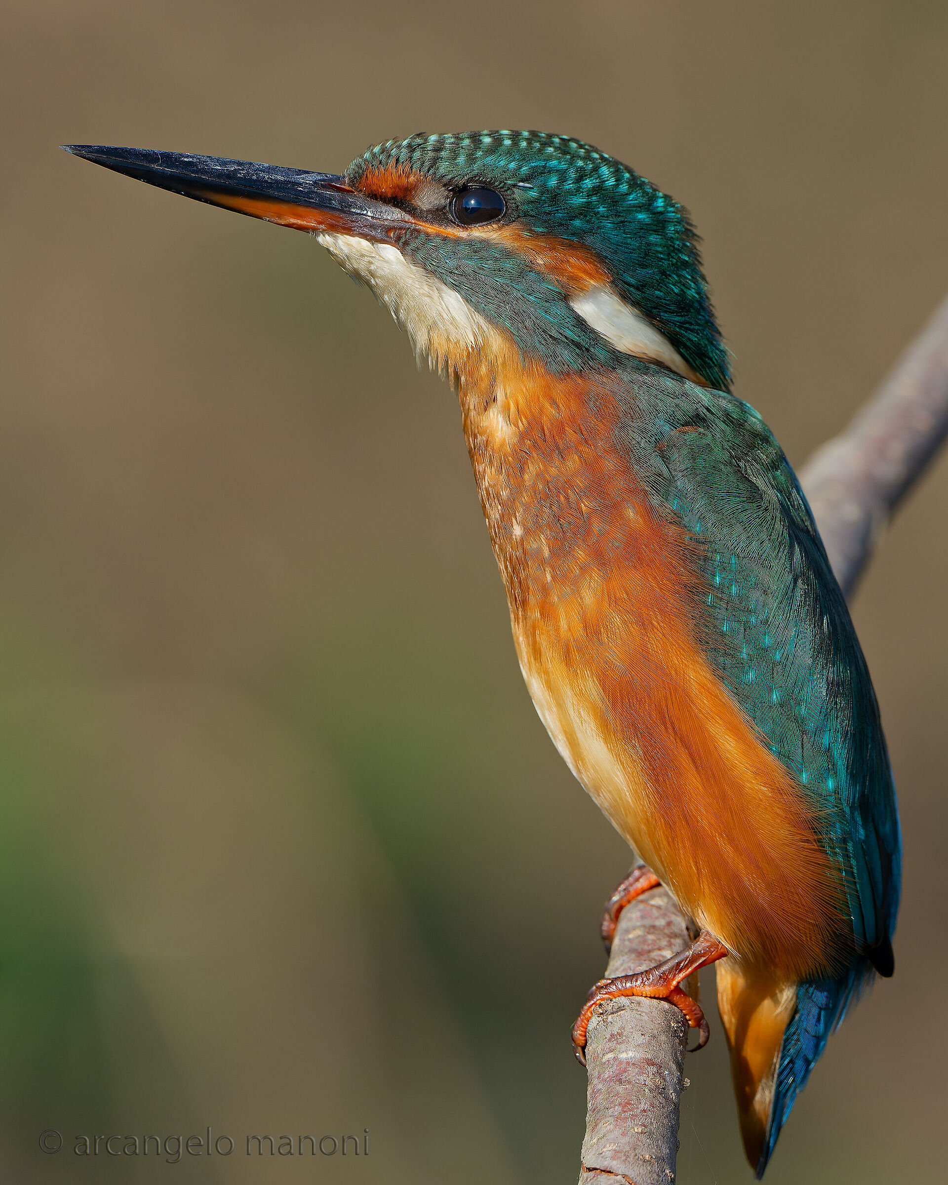 La martina dalla gola bianca