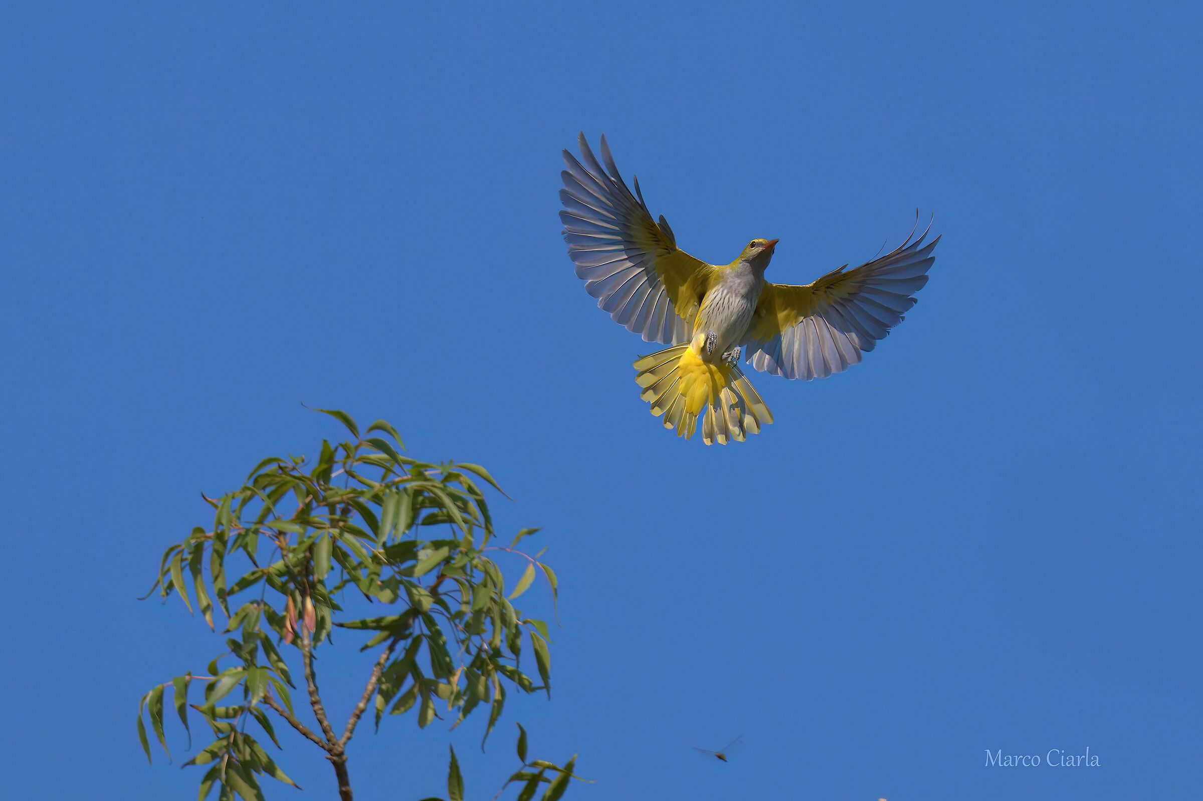 Rigogolo F. (Oriolus oriolus )