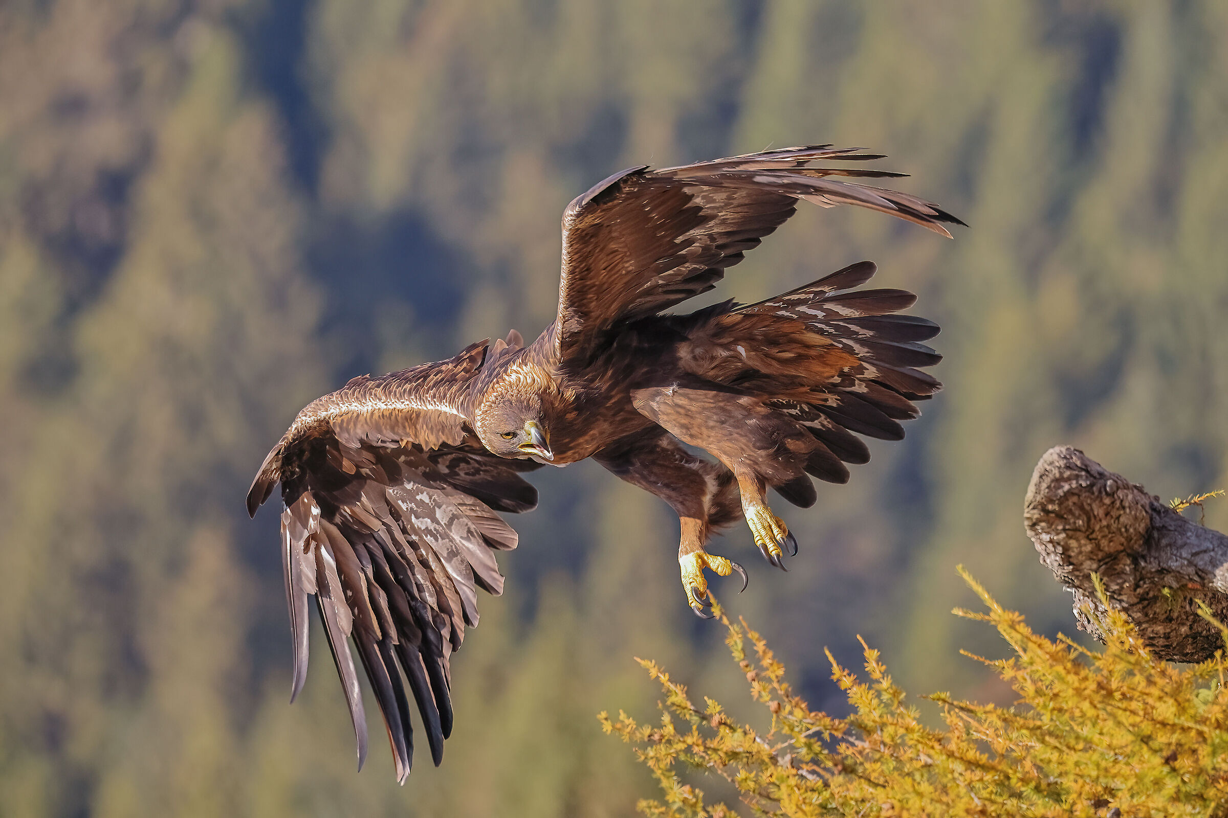Golden eagle