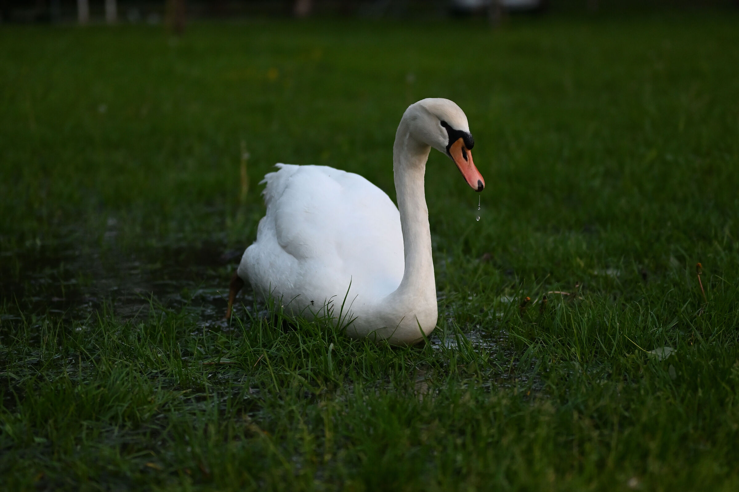Cigno