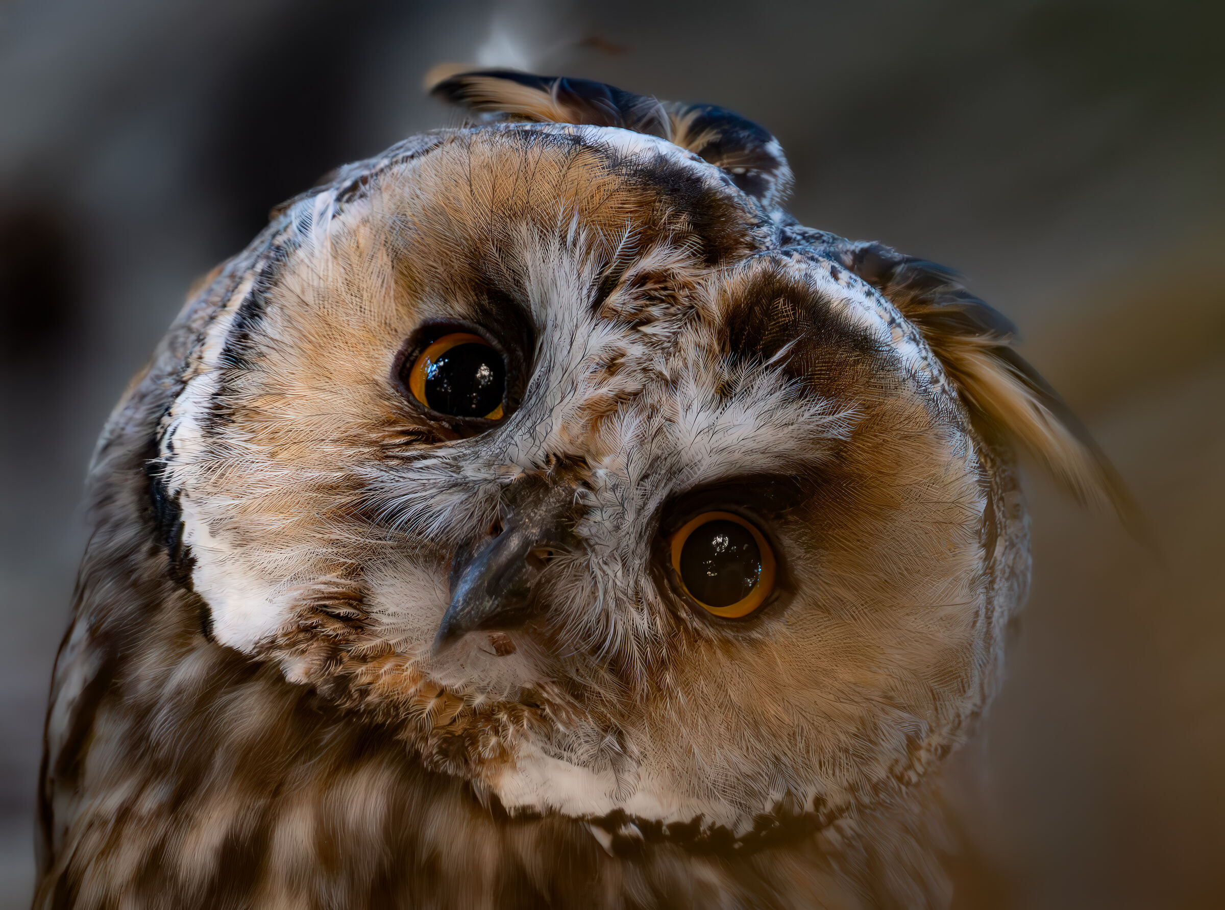 Long-eared owl