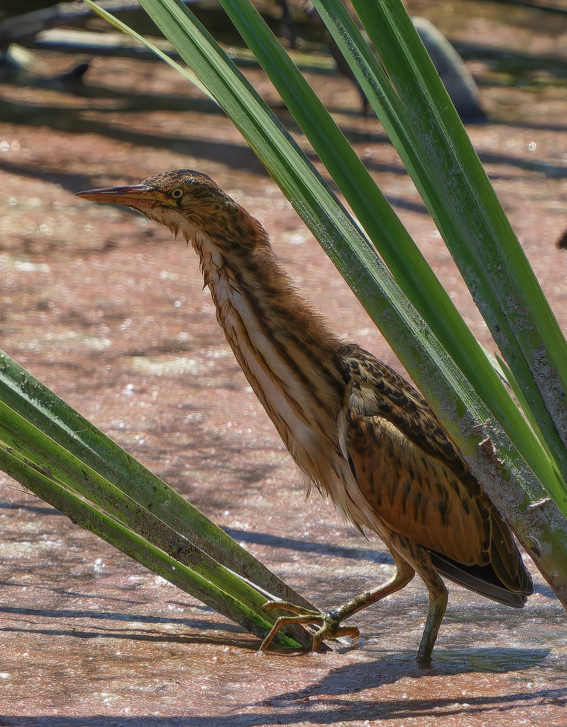 LITTLE BITTERN