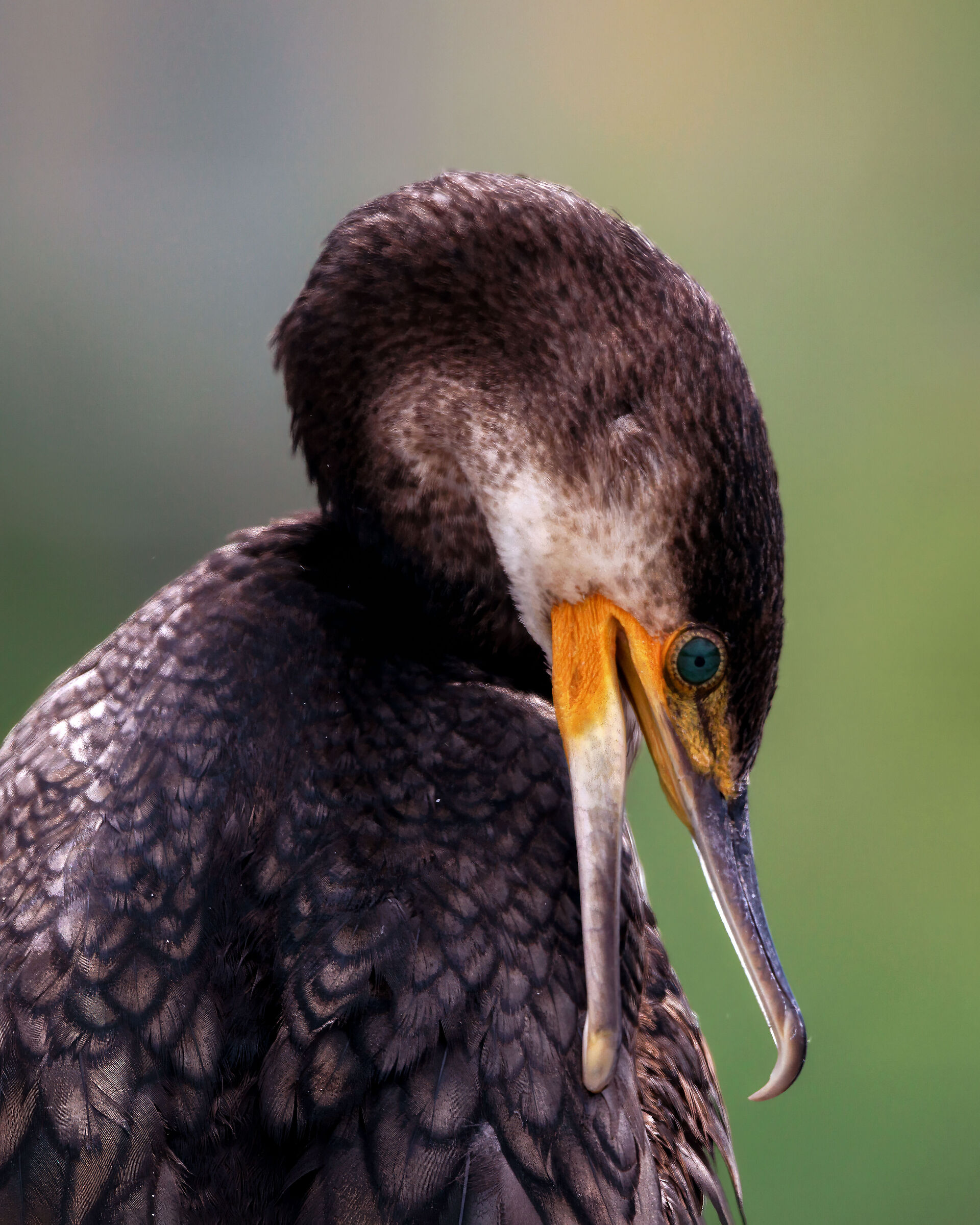 cormorano