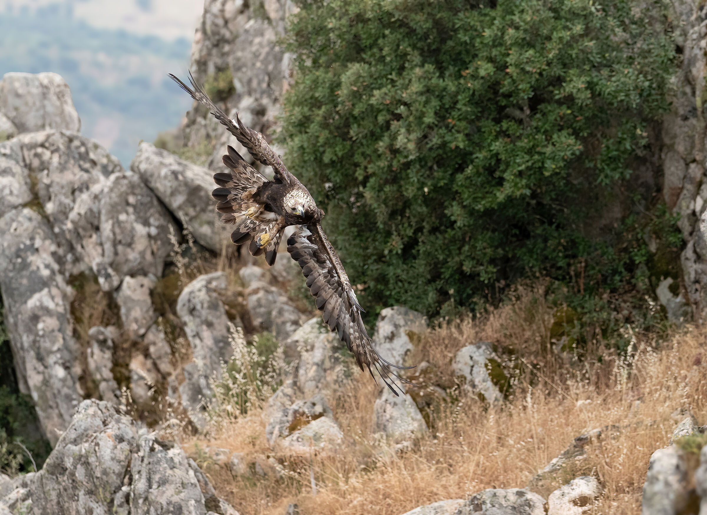 Aquila reale