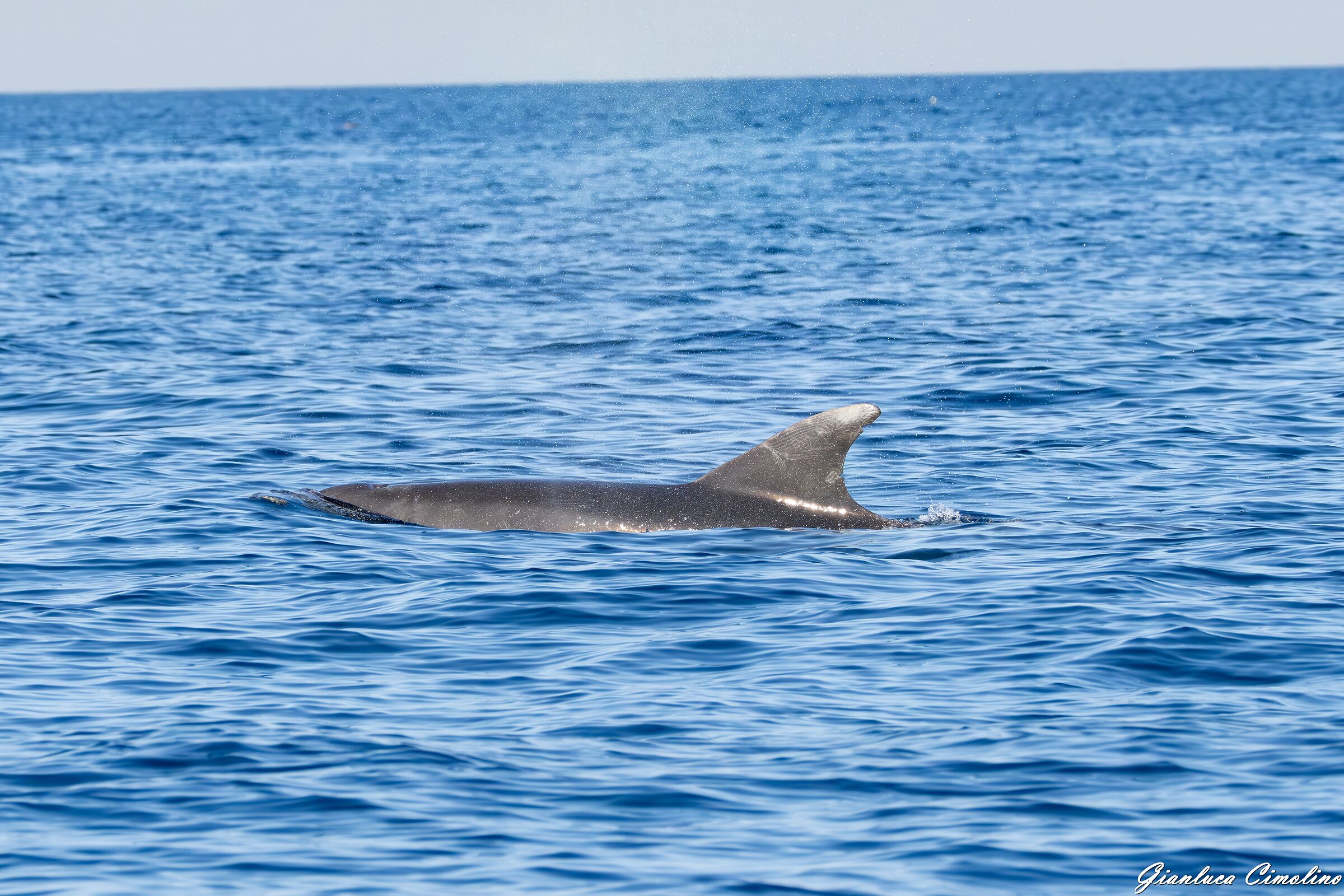 Tursiope, Tursiops Truncatus