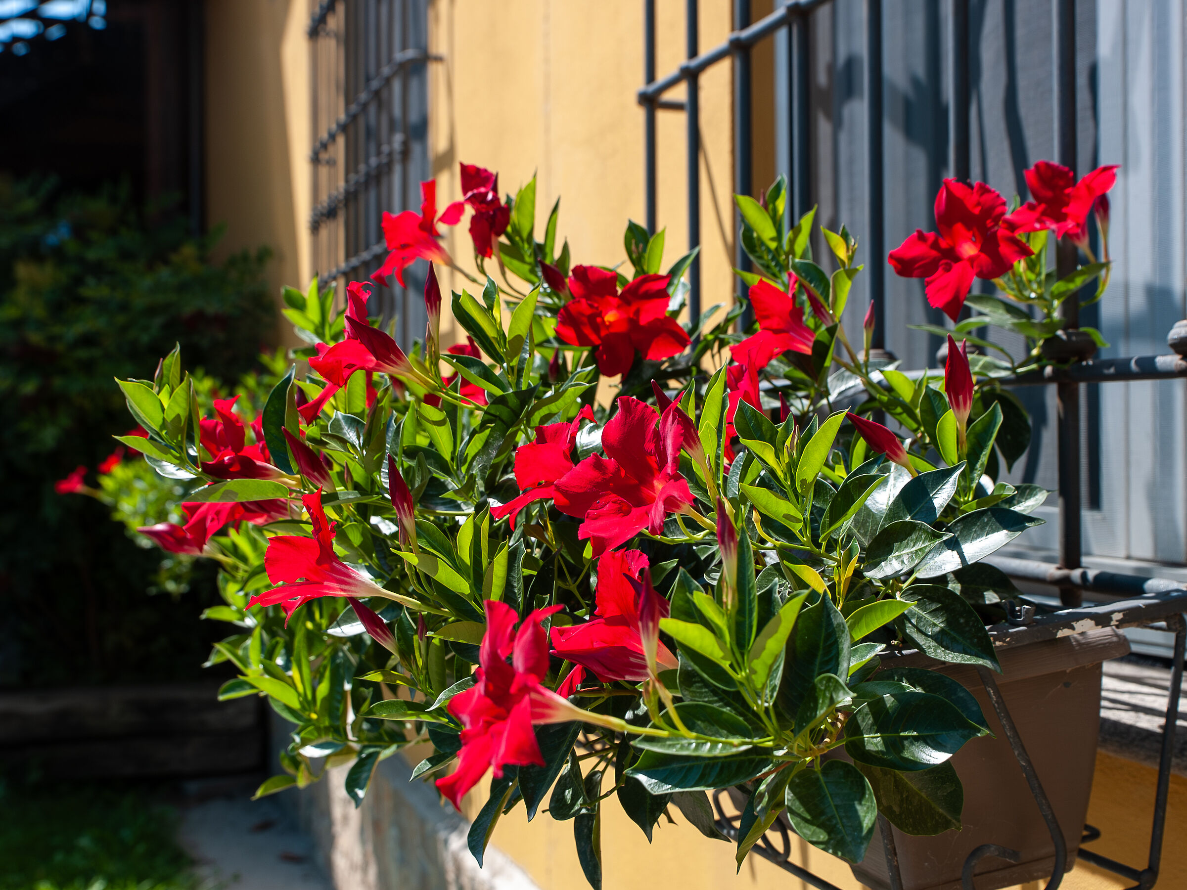 Composizione in rosso e verde