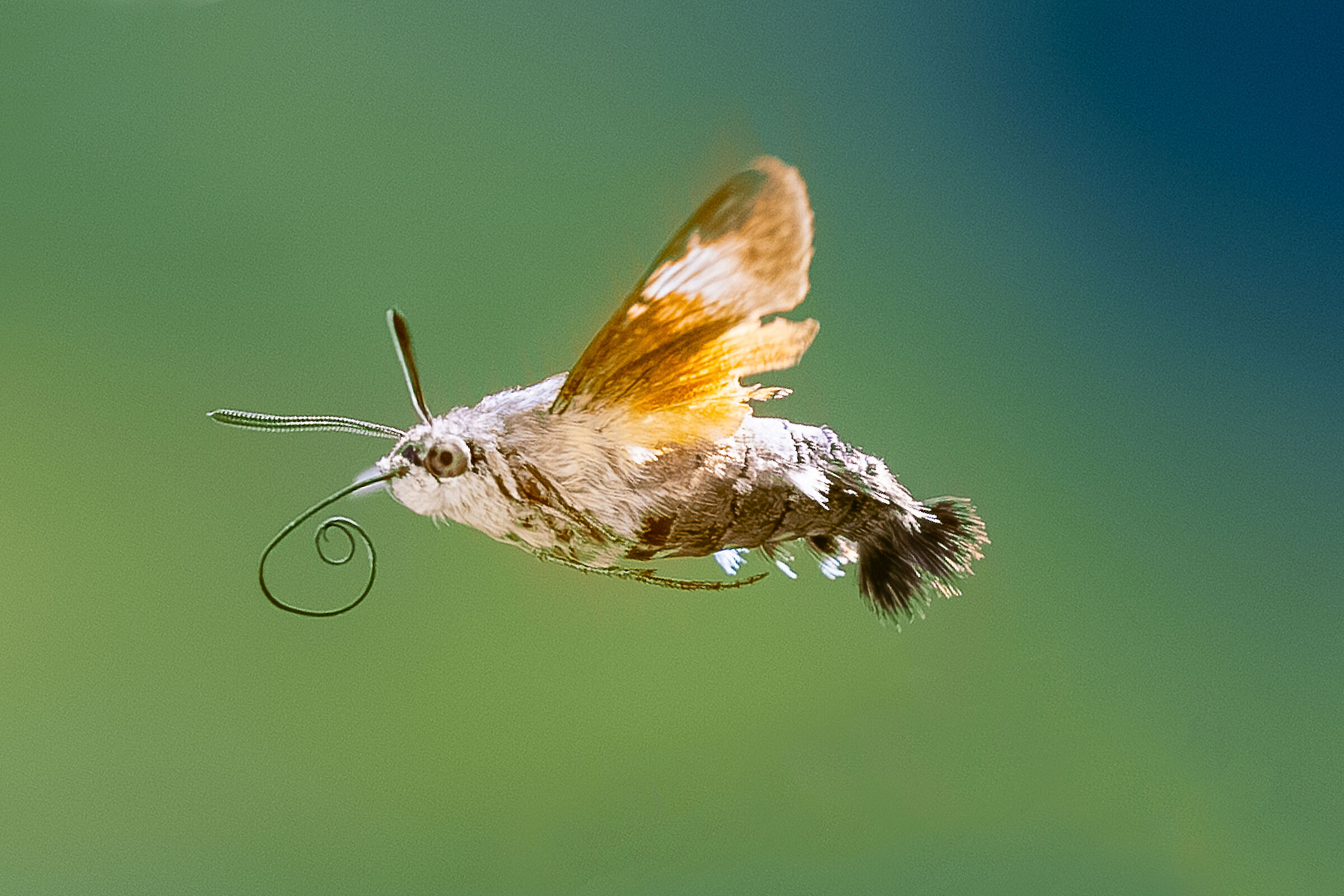 Macroglossum Stellatarum (Sfinge del Galio)