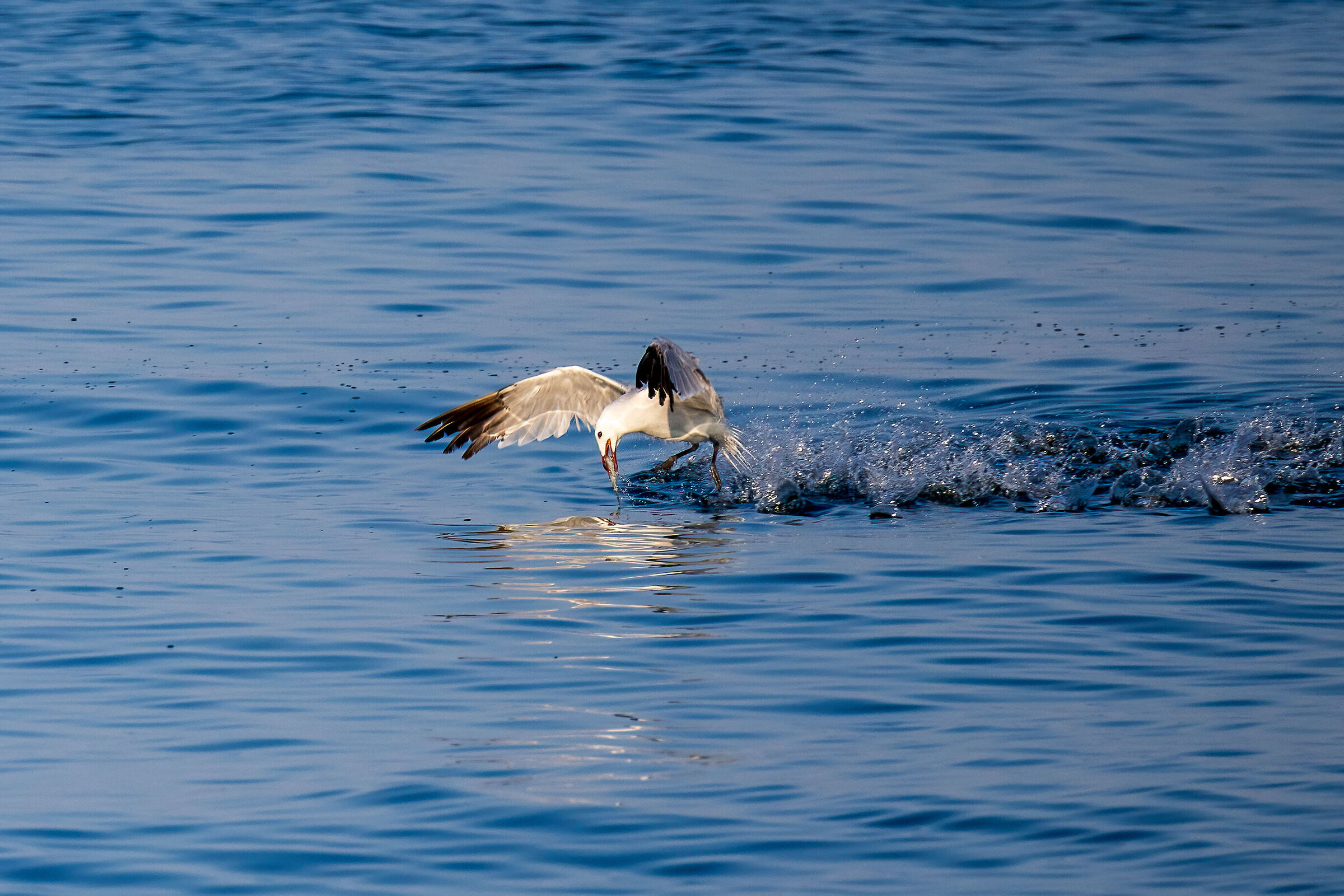 Seagull in Marina di San Nicola fishing for sardines