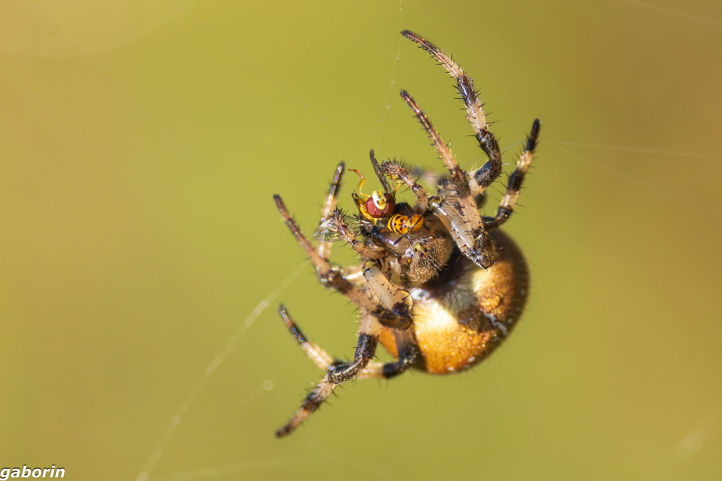 Araneus quadratus with prey