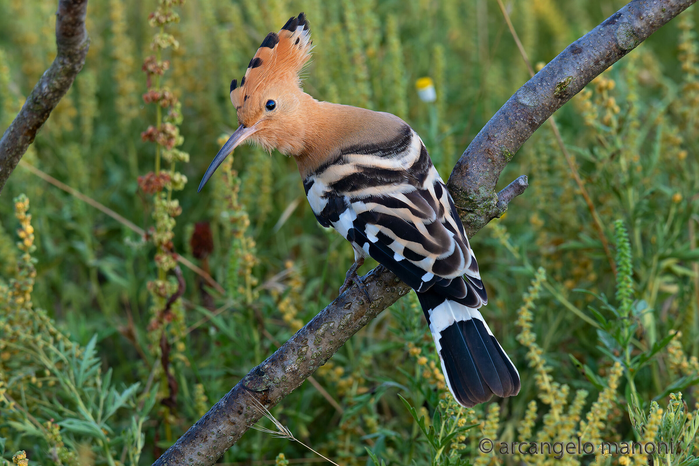 Benvenuti nel paradiso dell'upupa