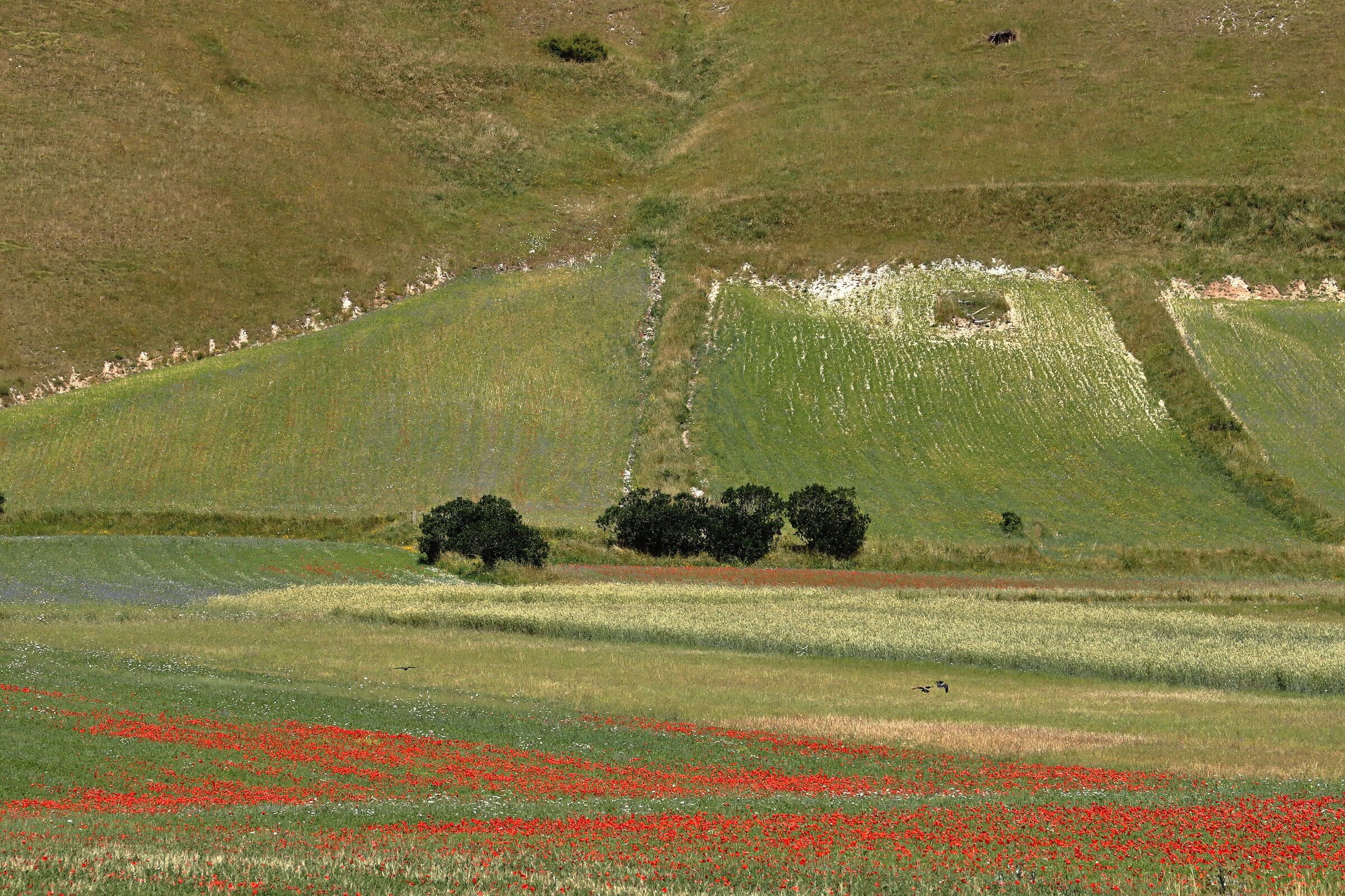 Castelluccio colors 25