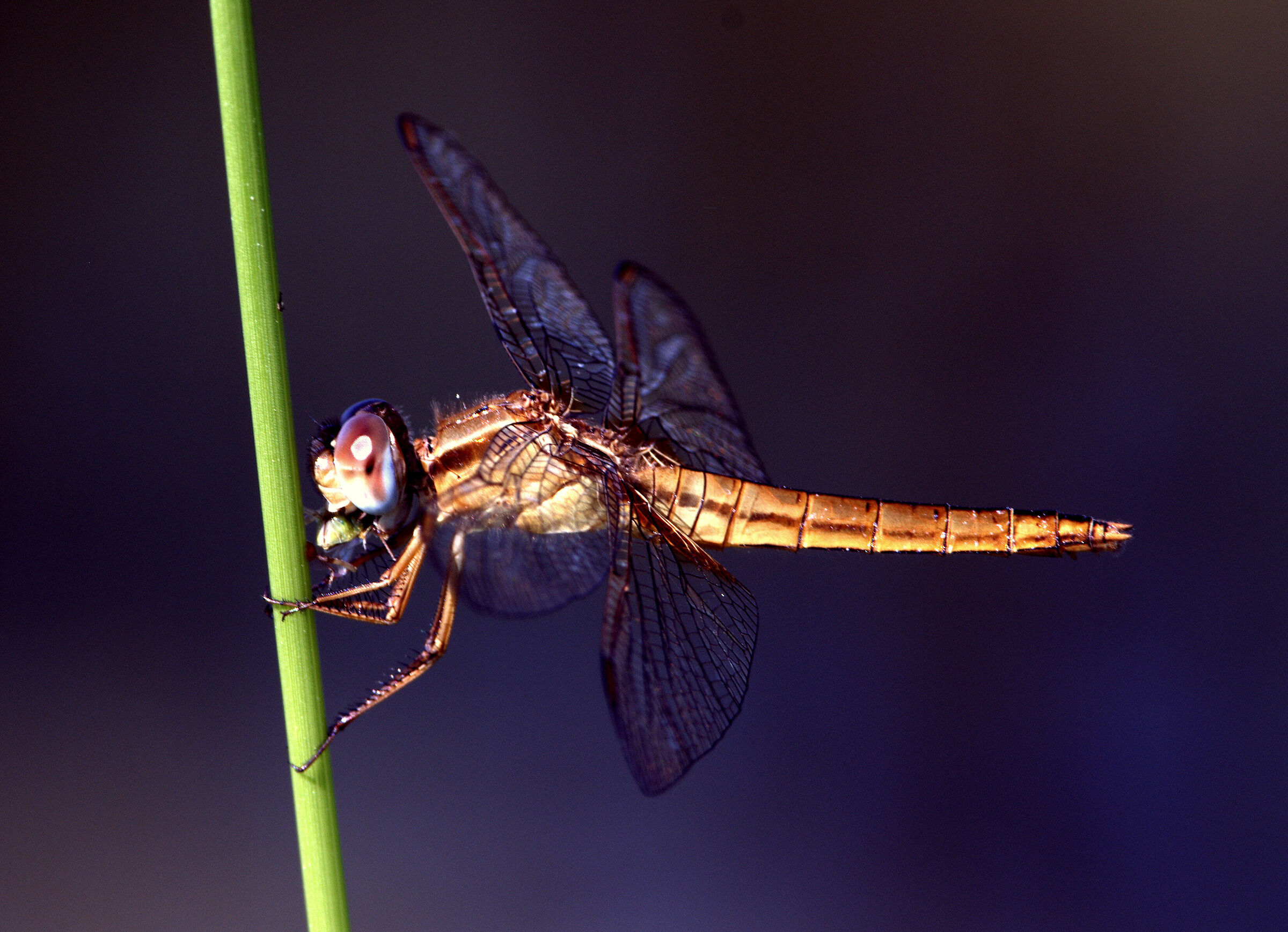...veloce spuntino...