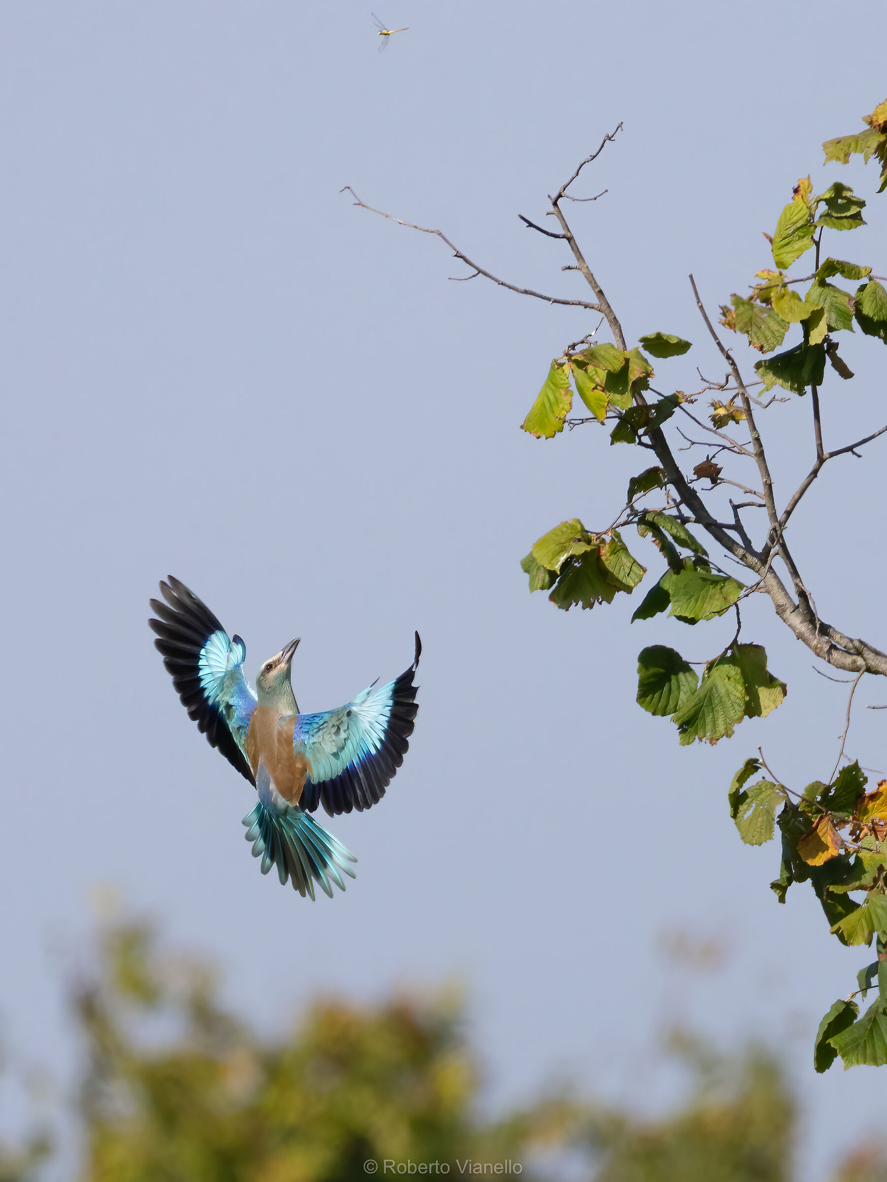 Ghiandaia marina (Coracias garrulus)