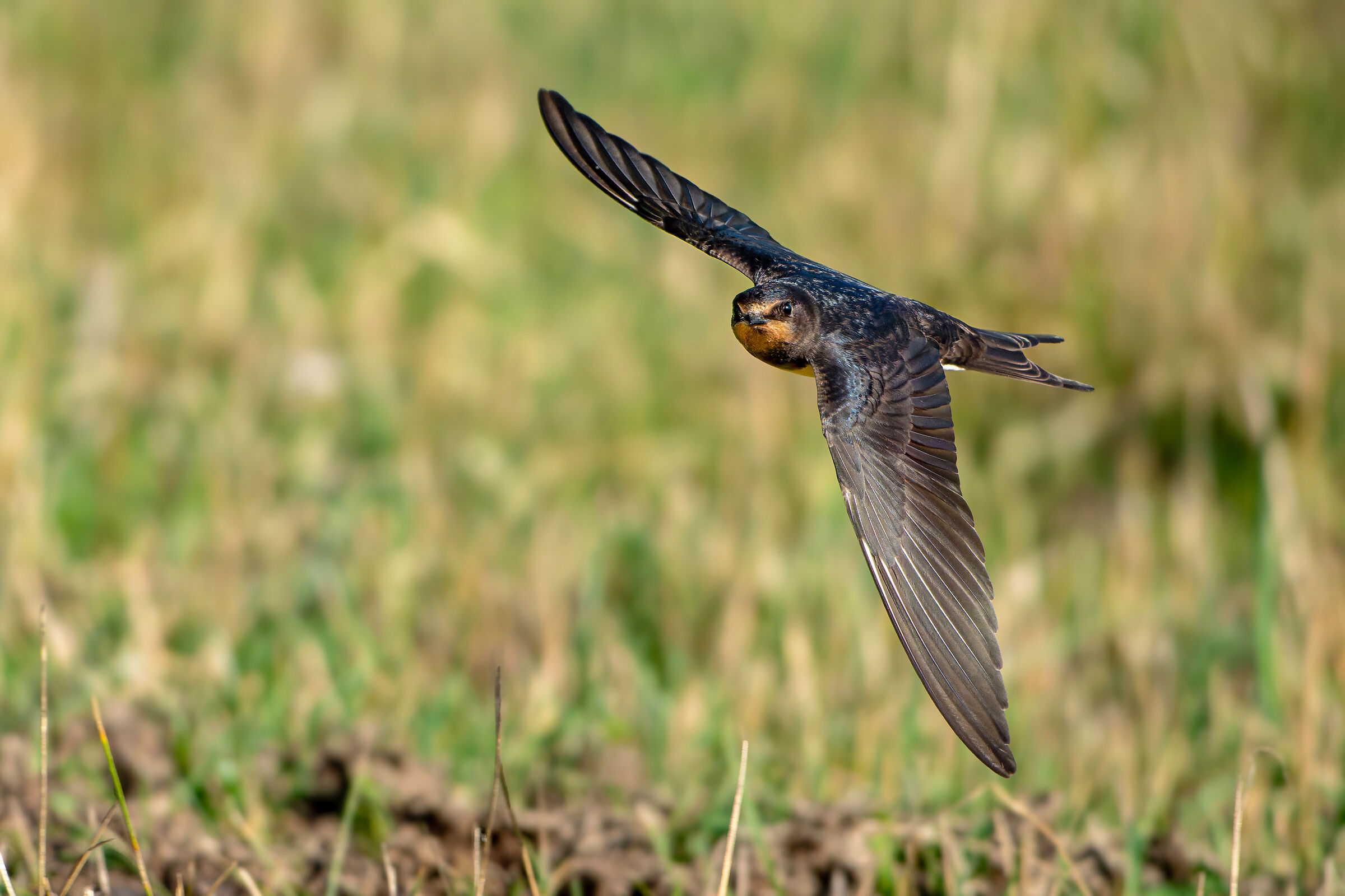 Swallow