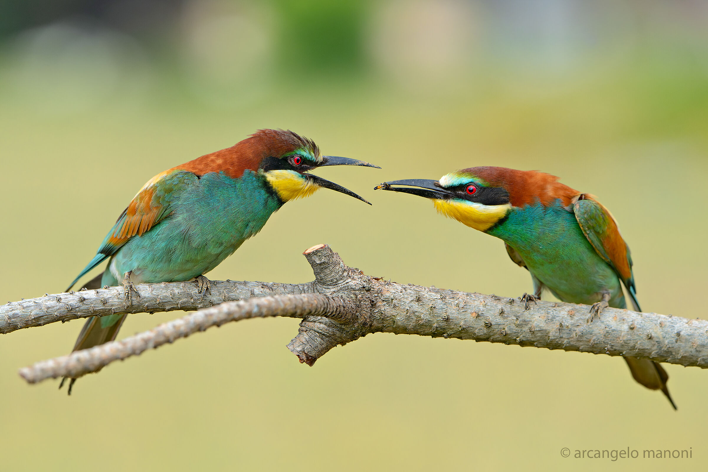 La femmina sgrida il maschio: regalo troppo piccolo!