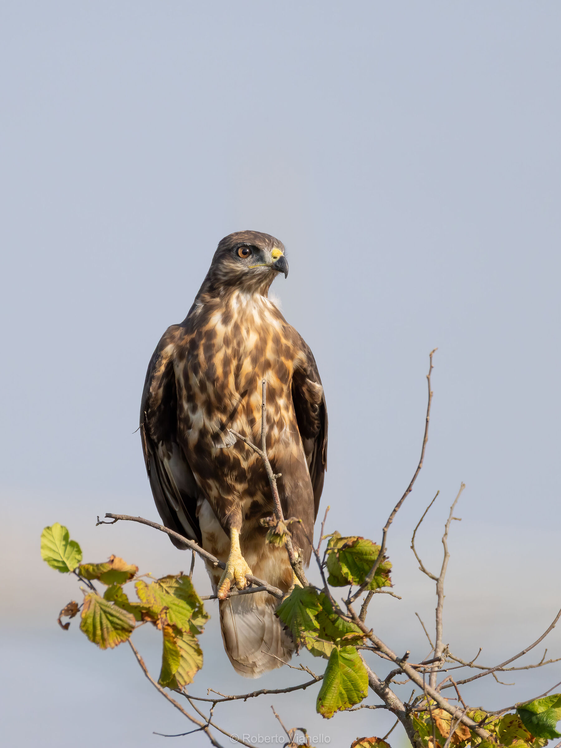 Poiana (Buteo buteo)