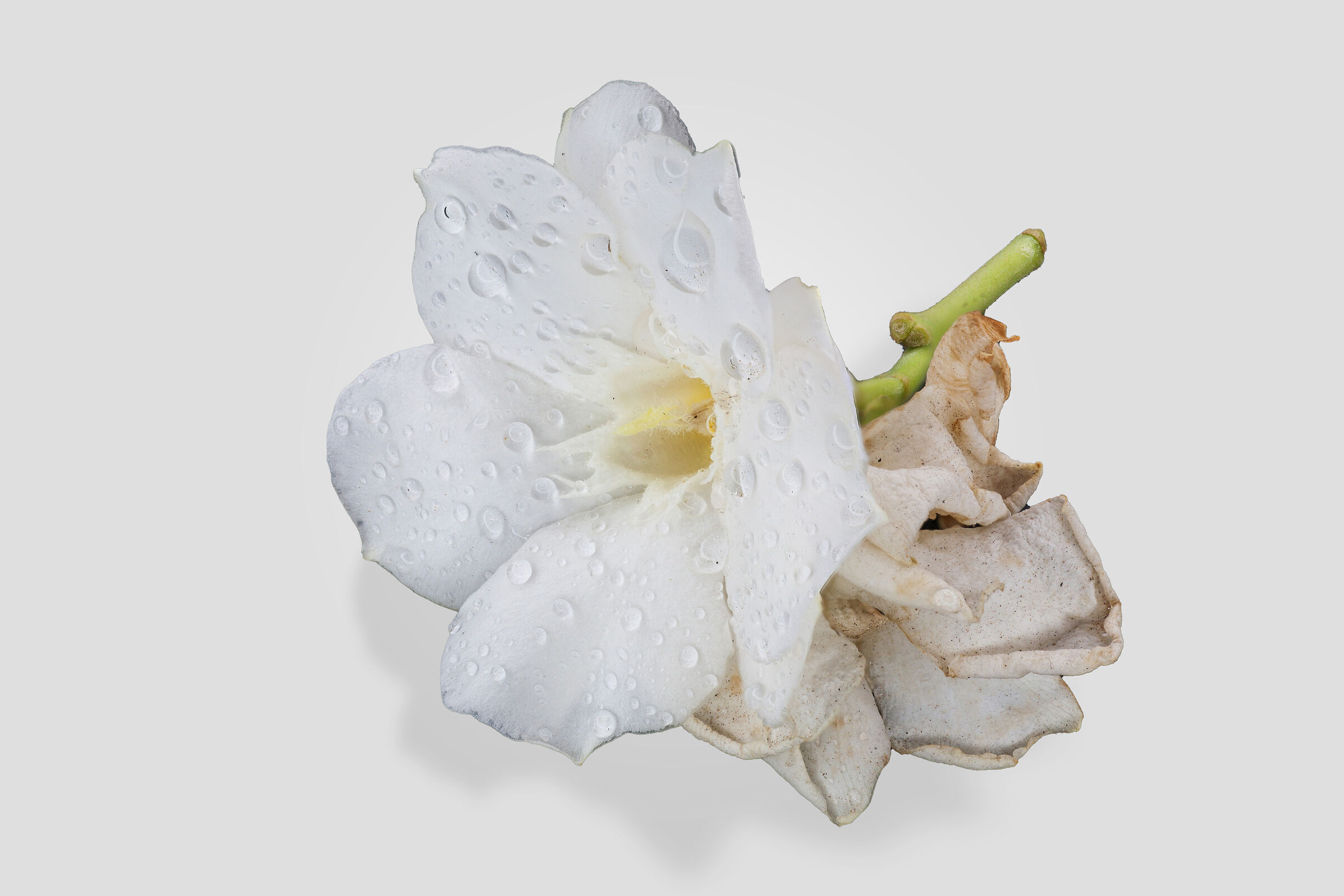 Macro di fiori