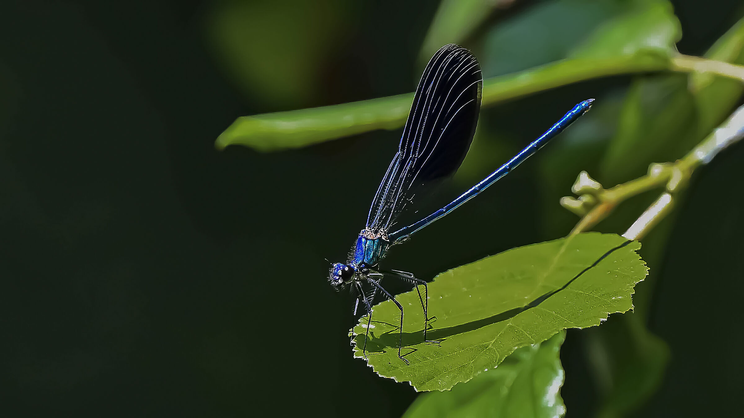 Damsel!!