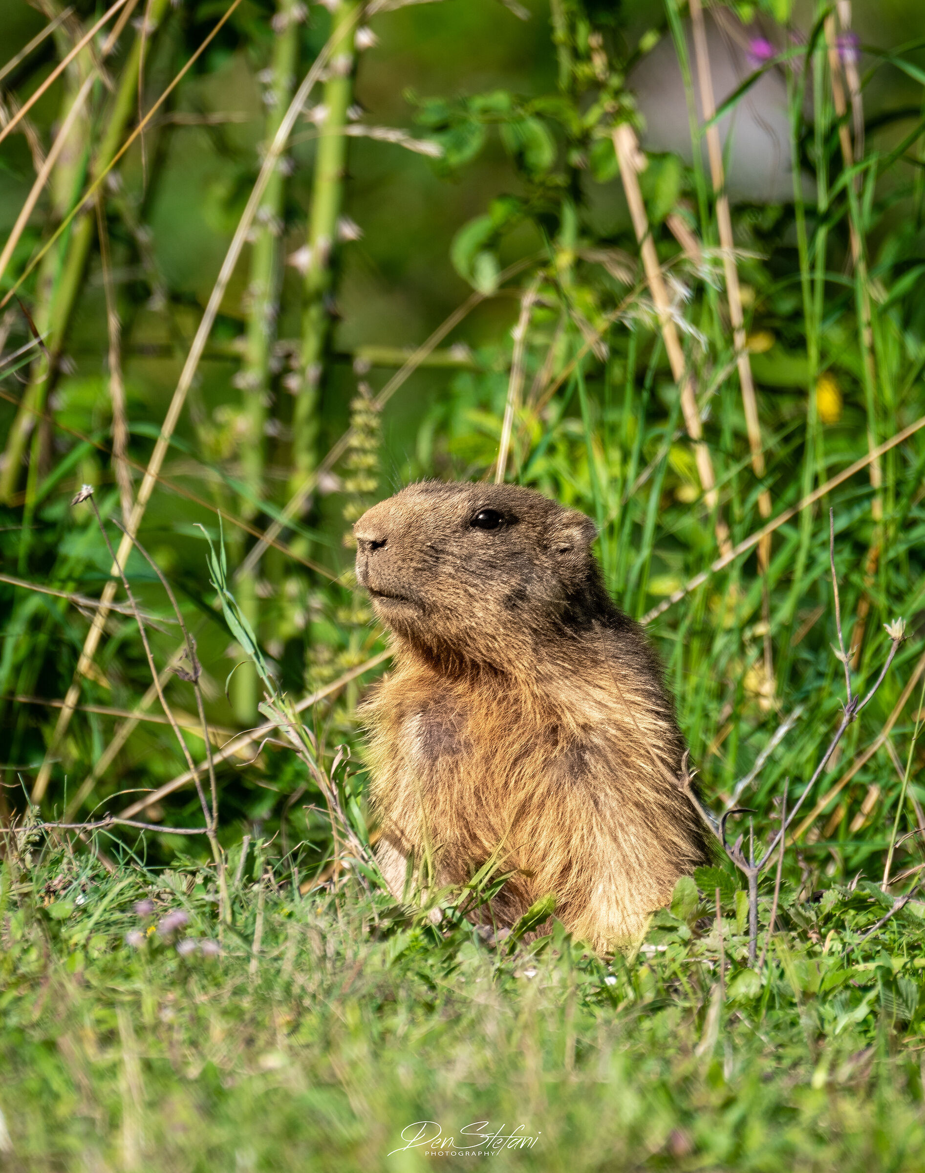 Marmotta sul Monte Baldo