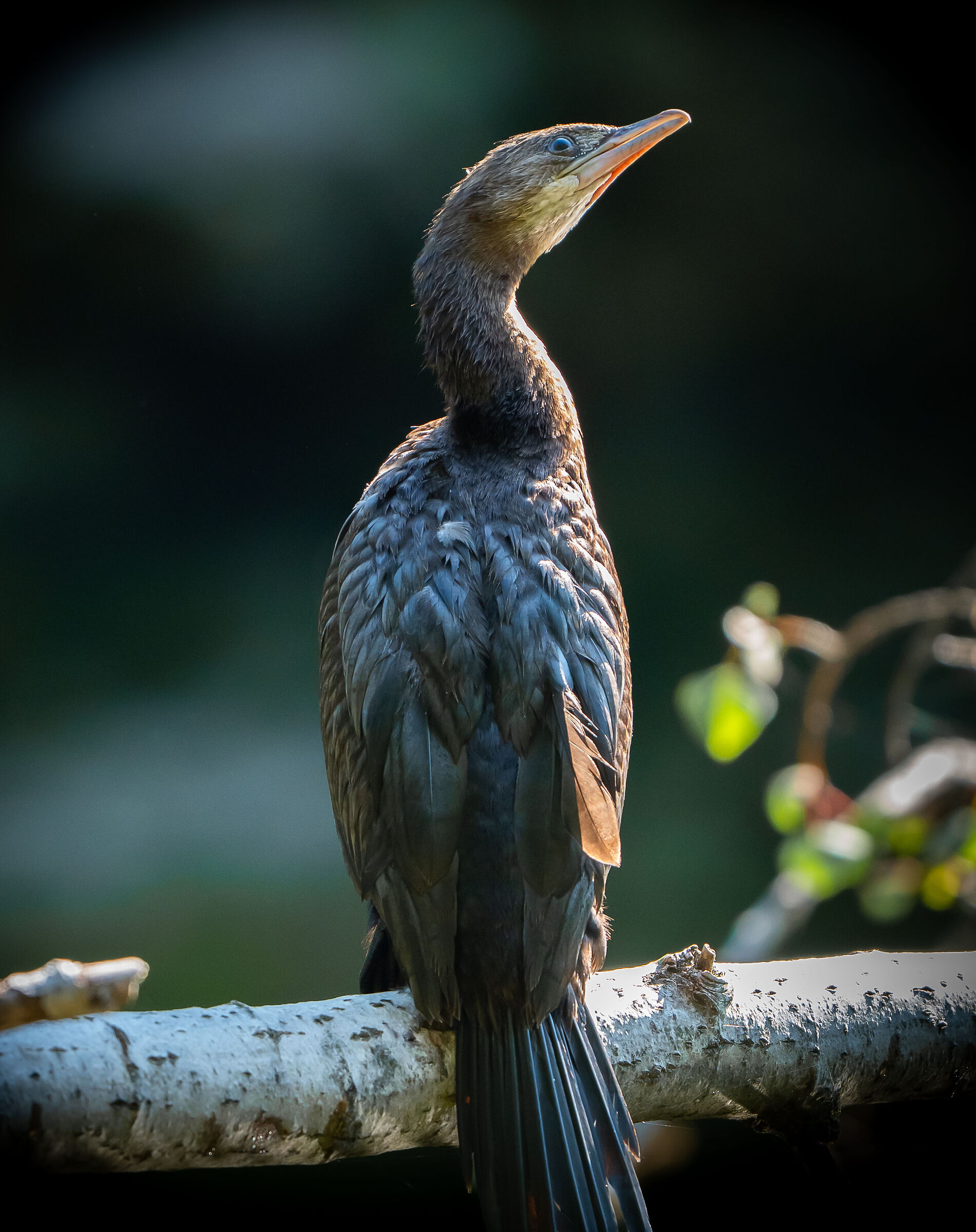 Cormorant in Waiting