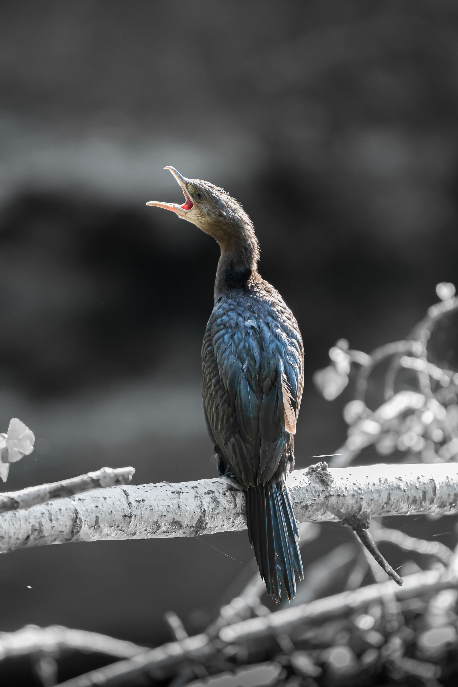 Common cormorant