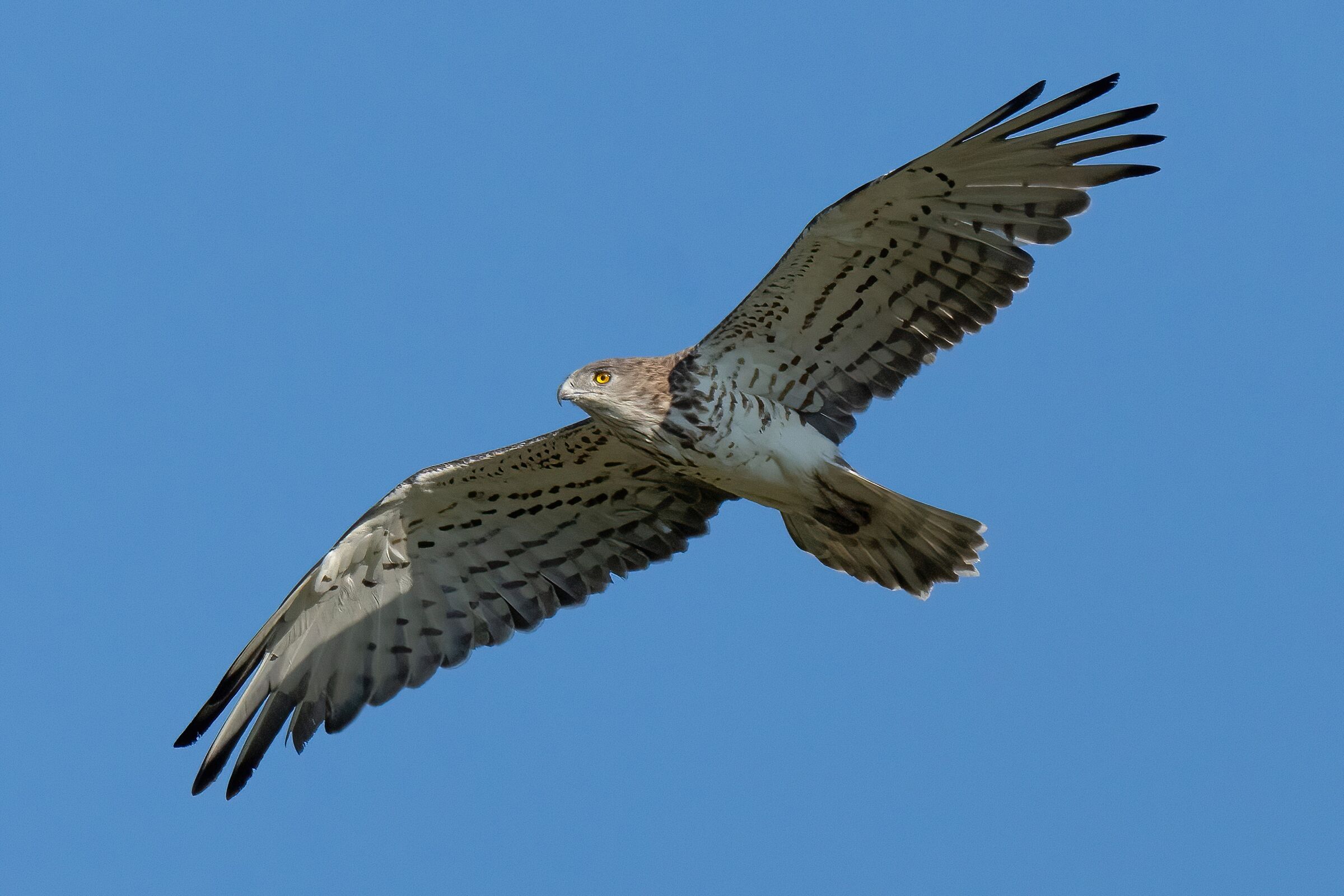 Short-toed Eagle (Circaetus gallicus)