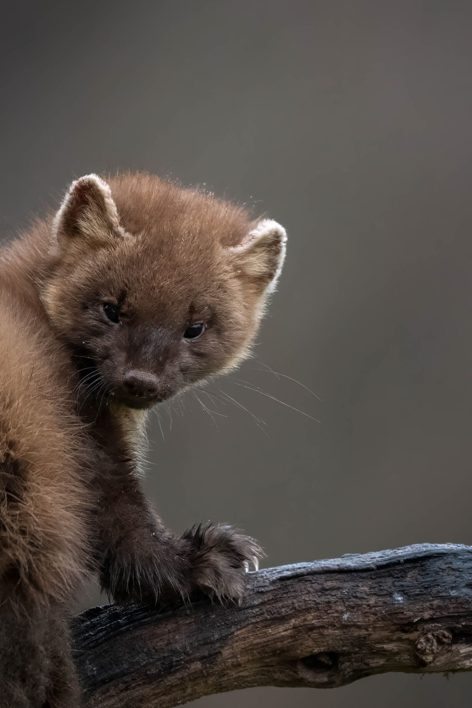 Maybe he heard us.....