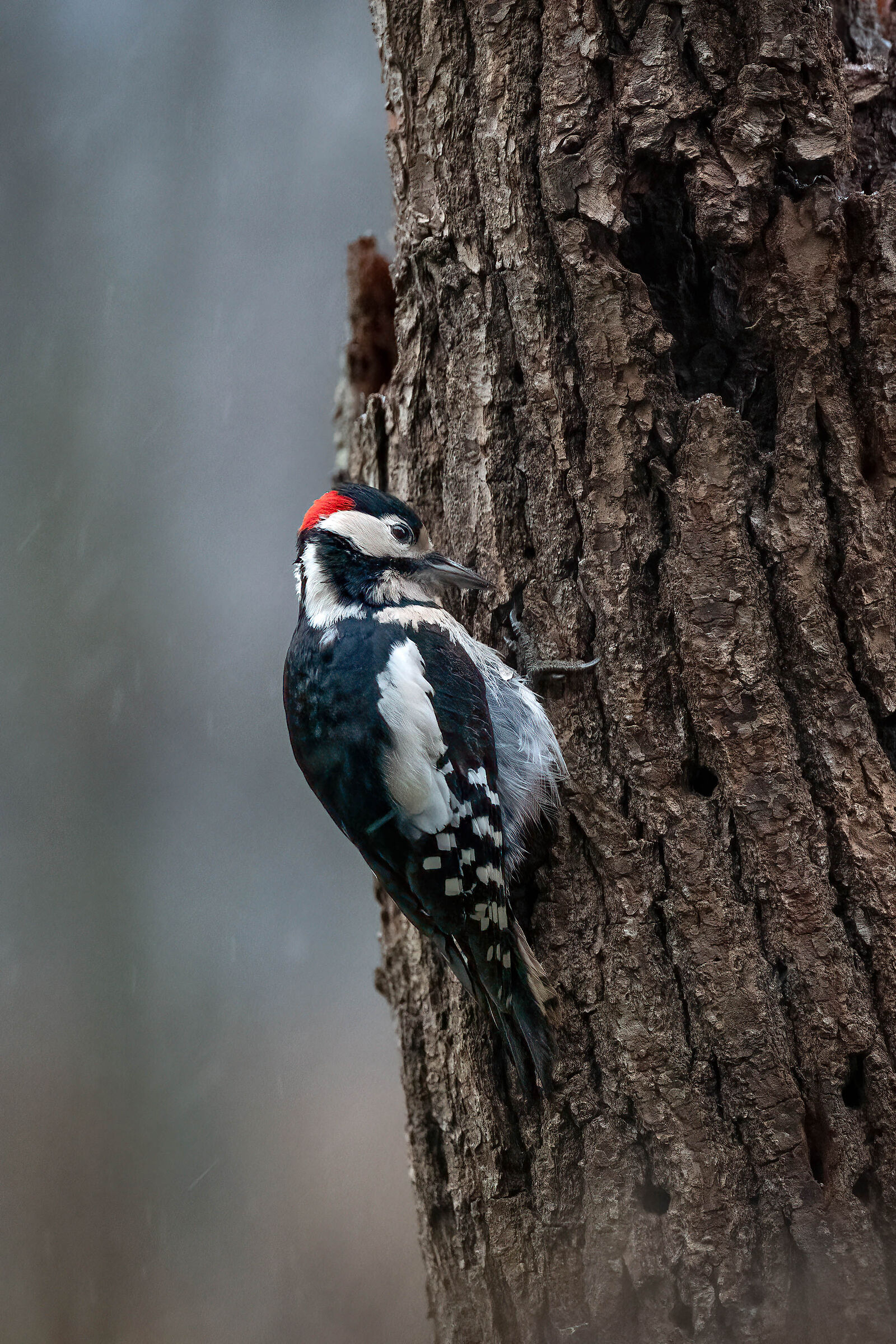 red woodpecker ... under water