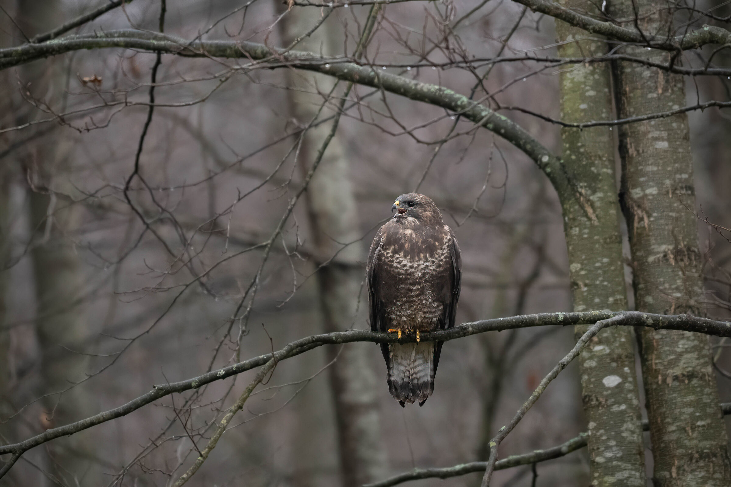 She let out a loud cry and then flew away