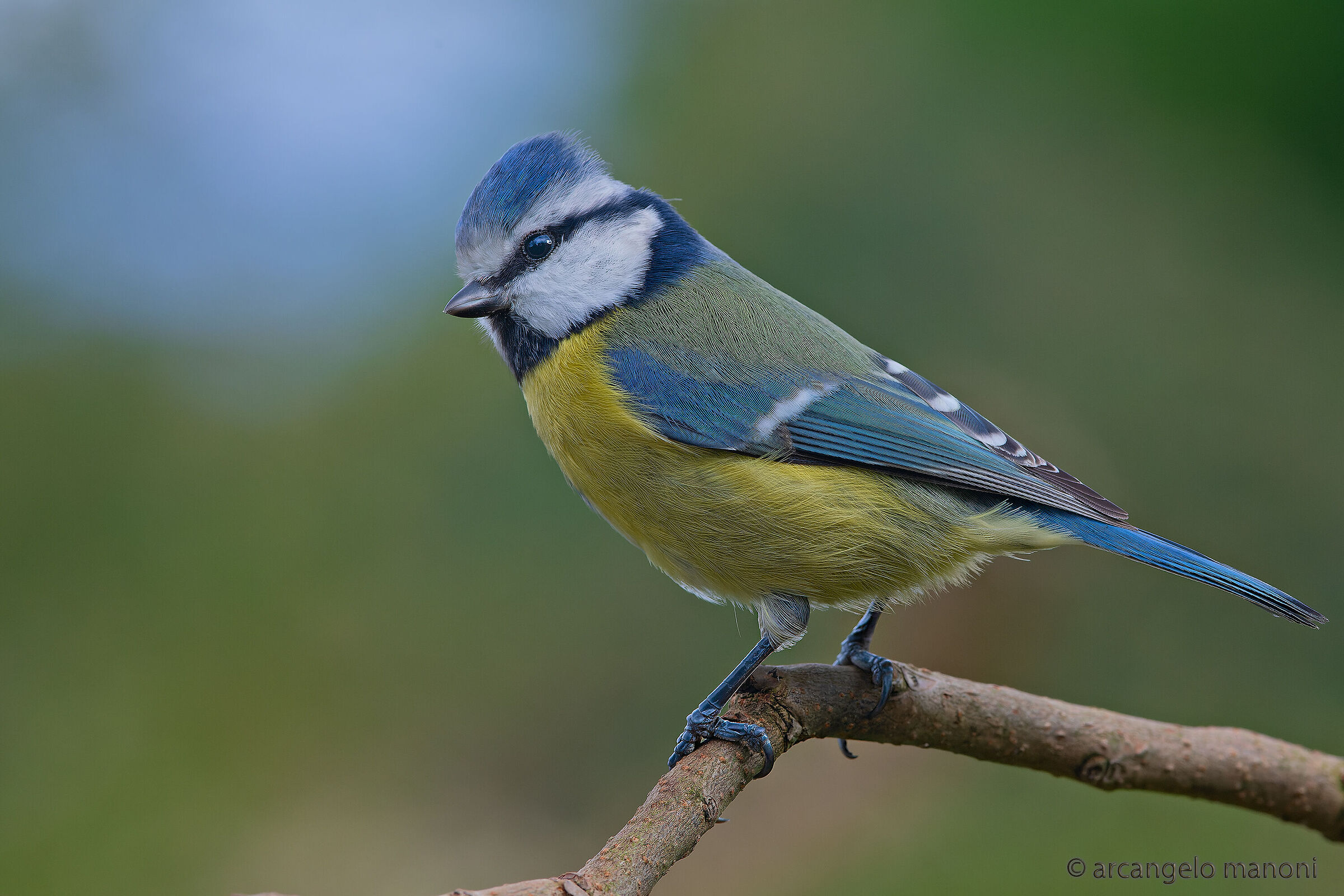 La bellezza della cinciarella