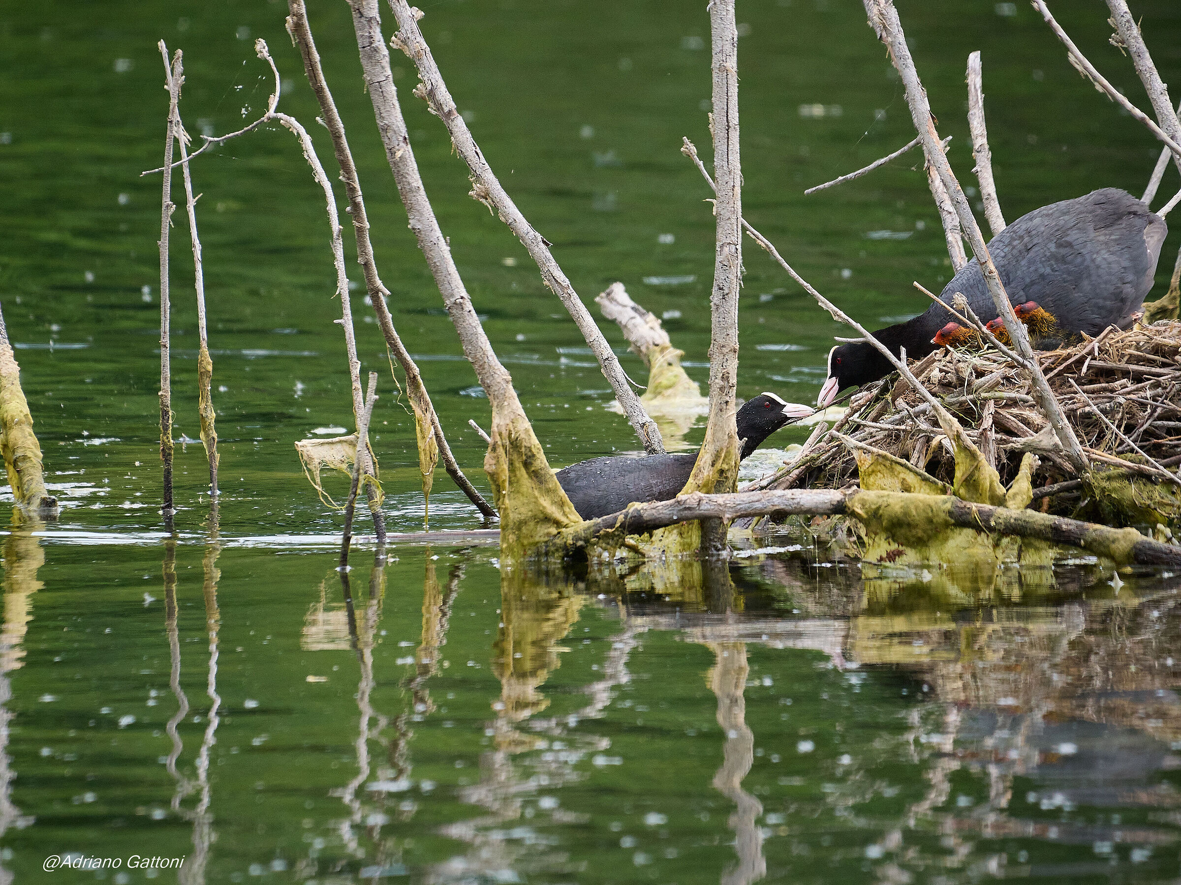 attenzioni familiari