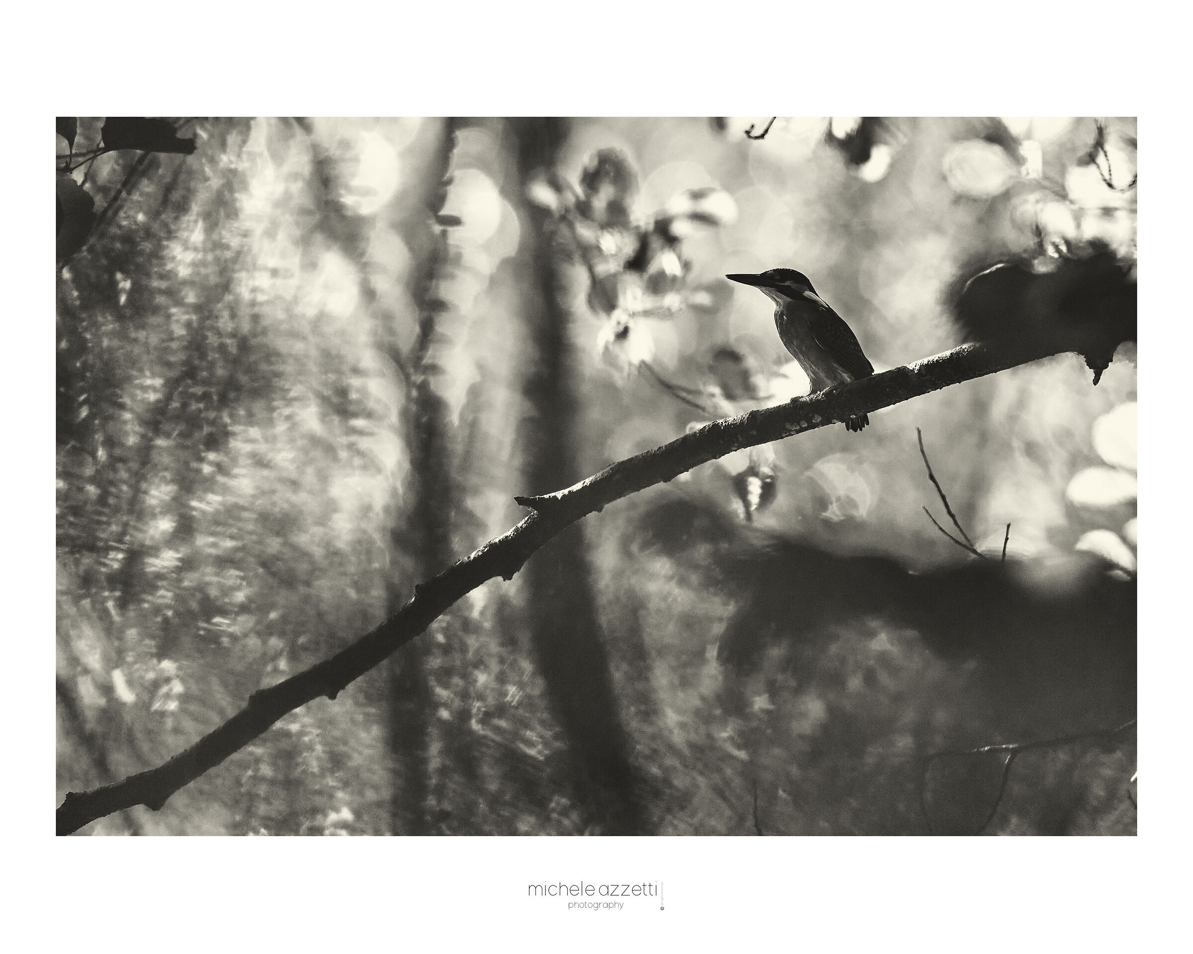 The Kingfisher