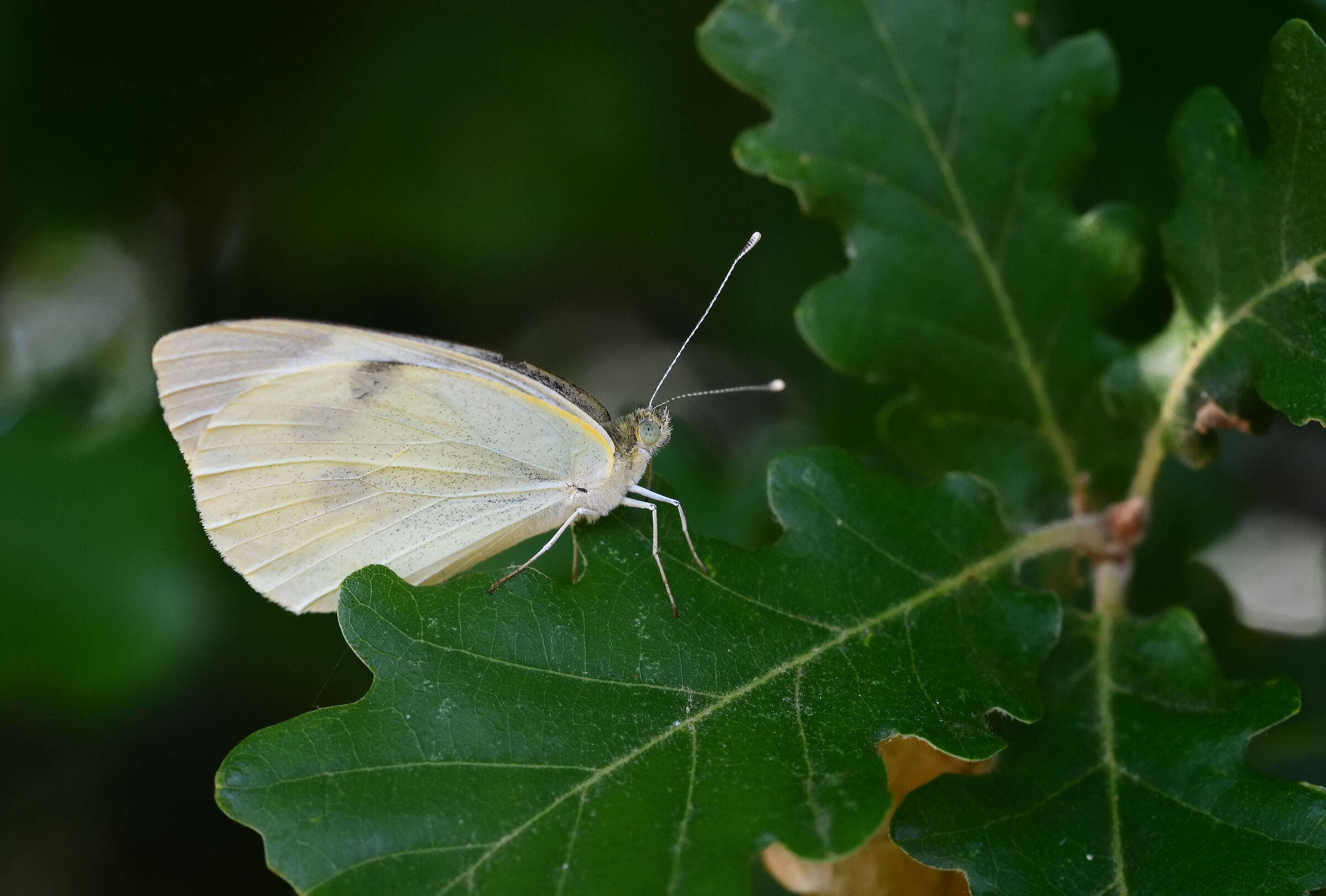 Pieris Rapae