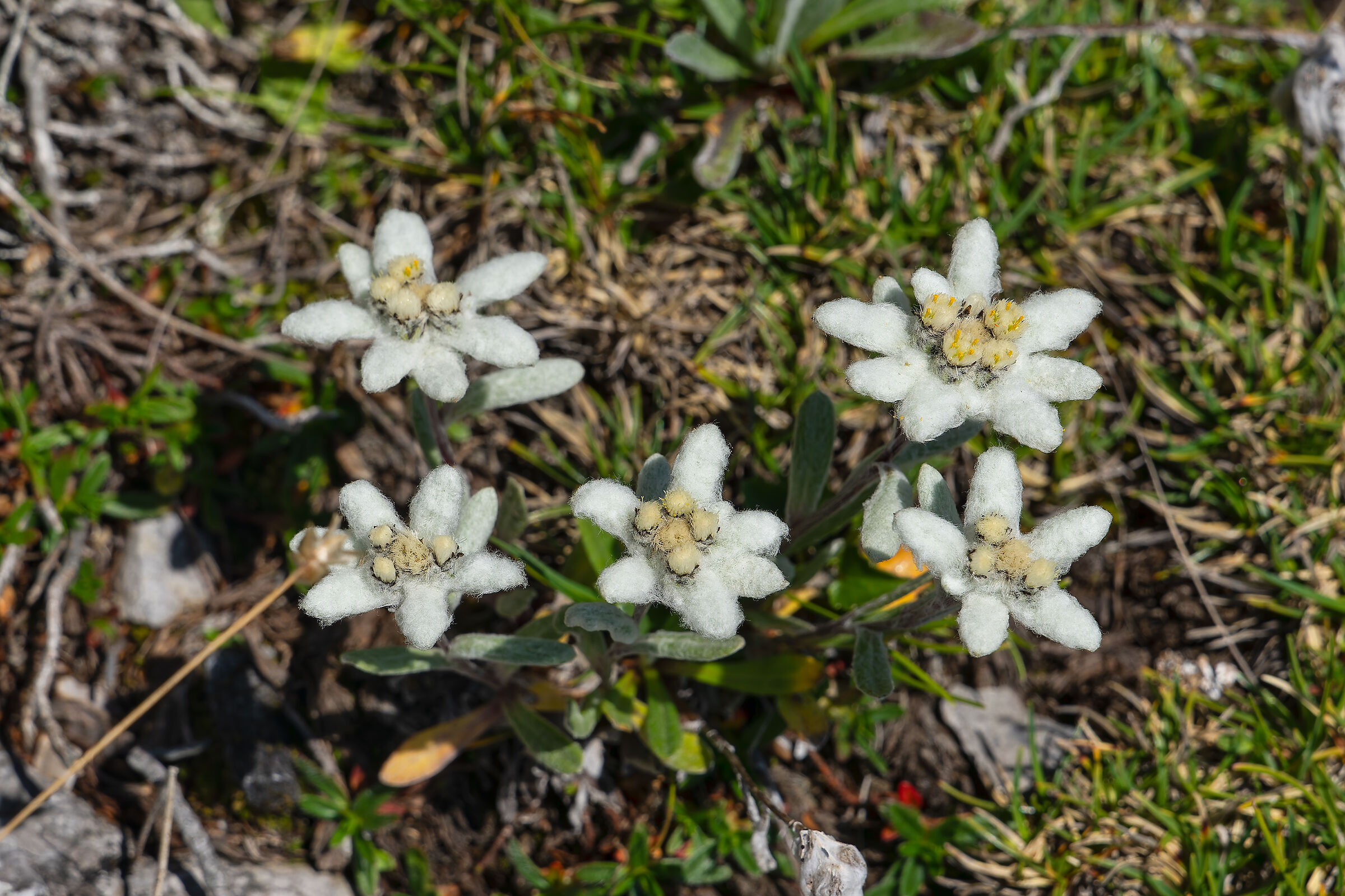 Edelweiss