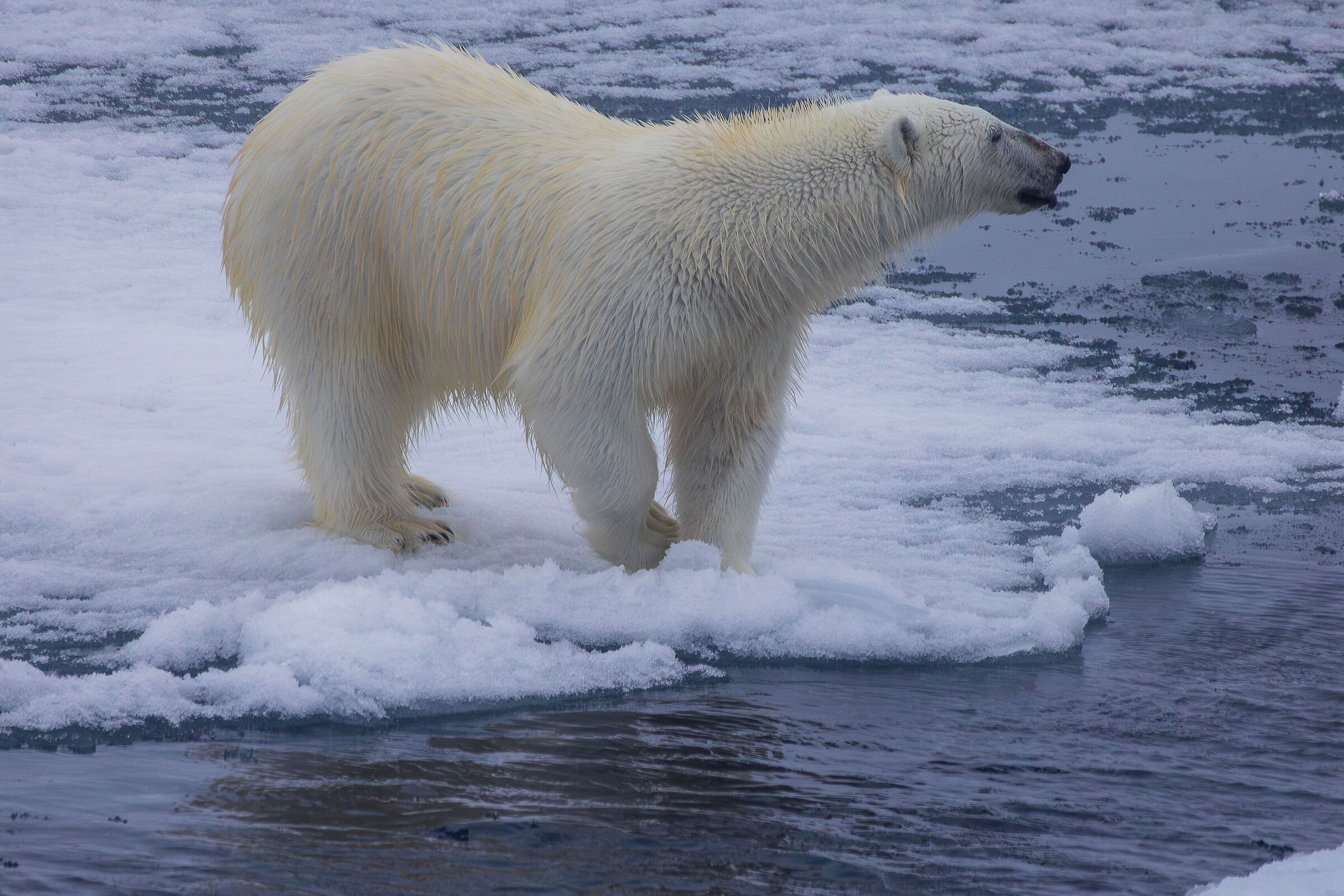 Il re dell'artico annusa
