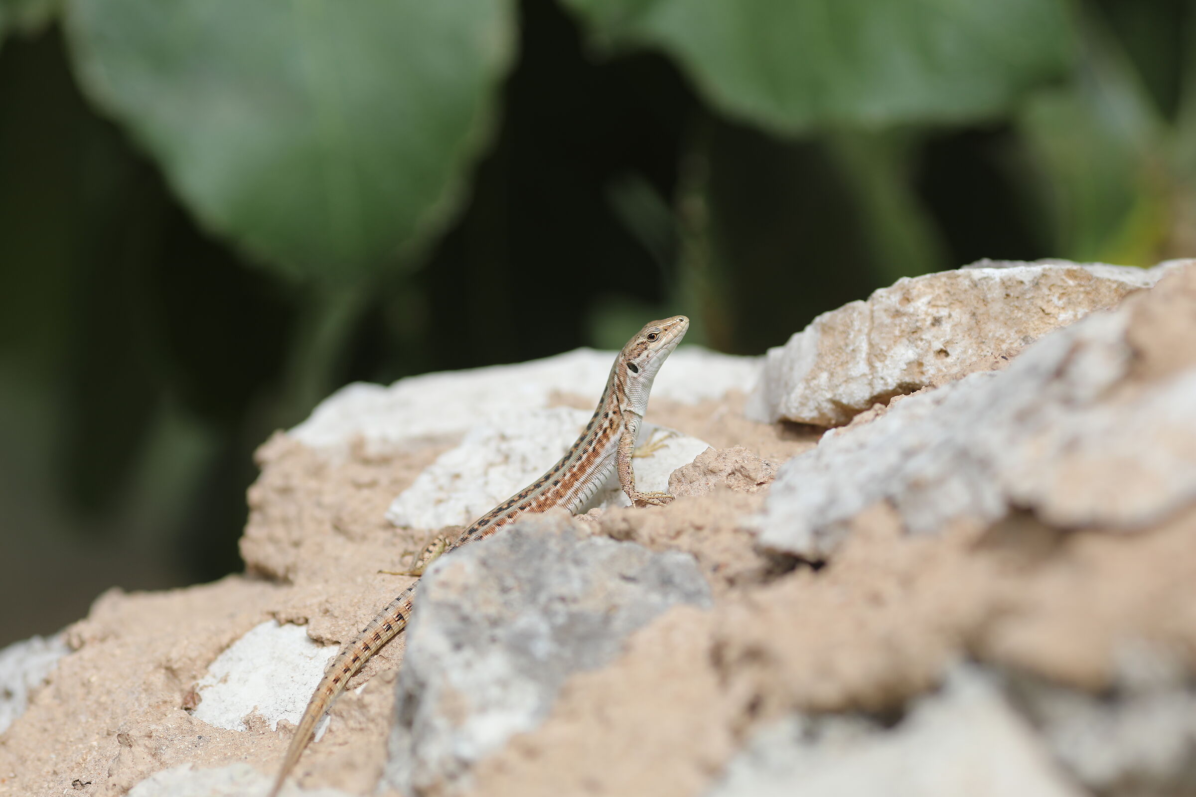 " Crop 189 ", Canon 135 F. 2 L+ TC 1.4 x iii, 5 D ...