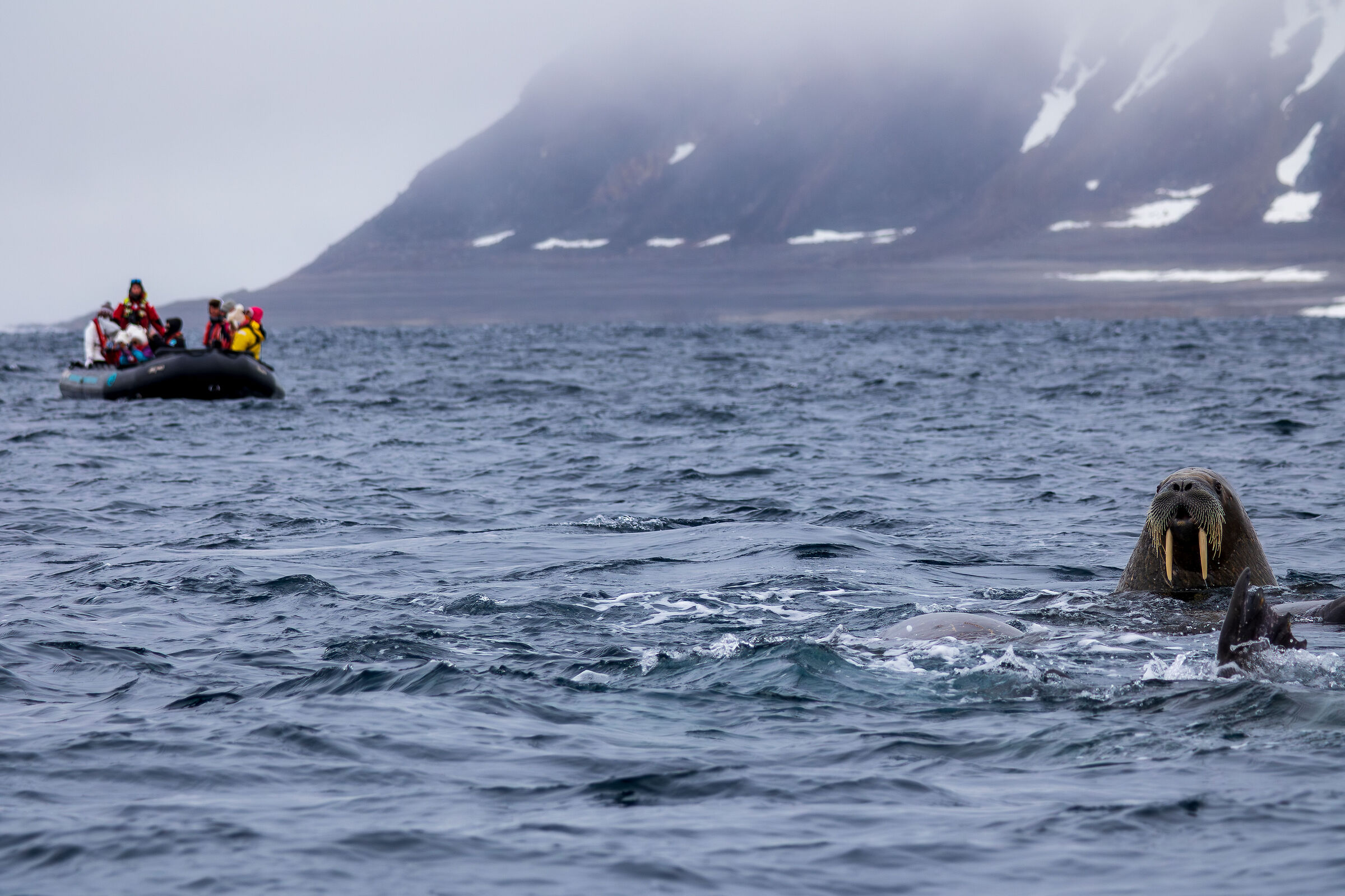 Incuriositi dagli umani