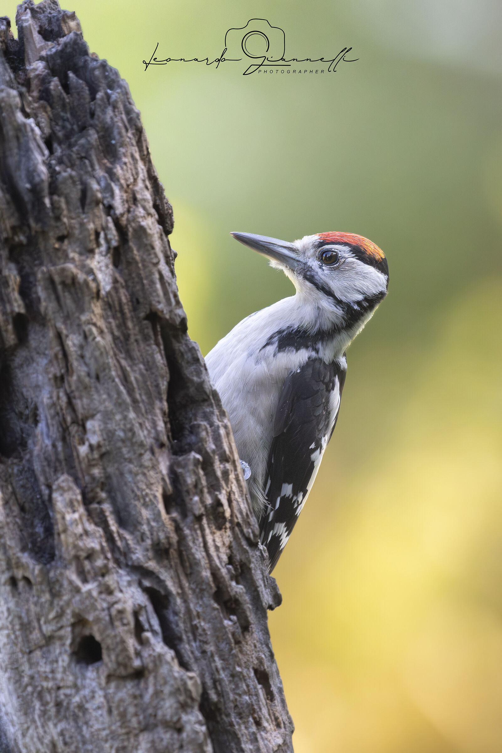 Great Spotted Woodpecker (Dendrocopos major)