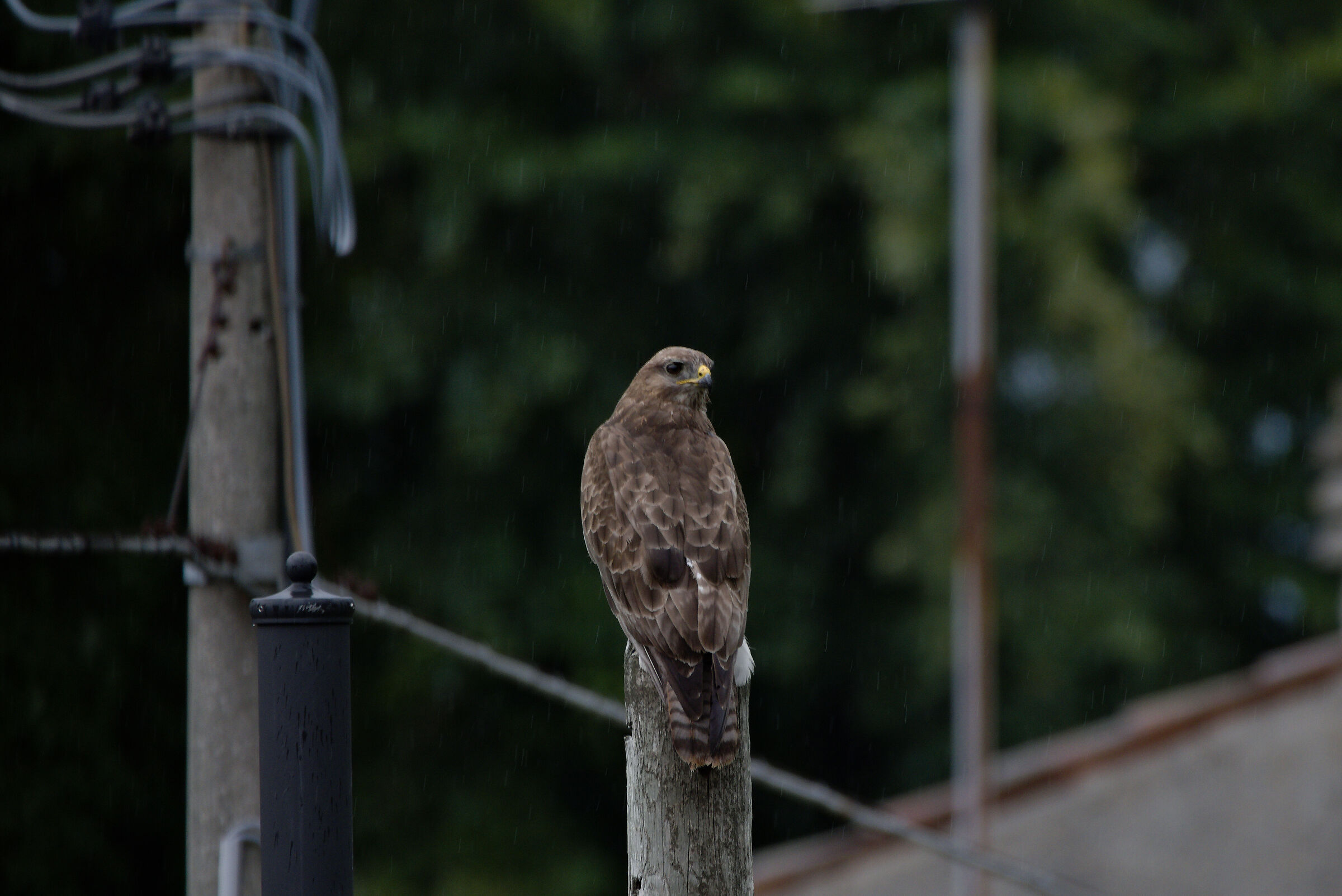 La chiamano estate ...