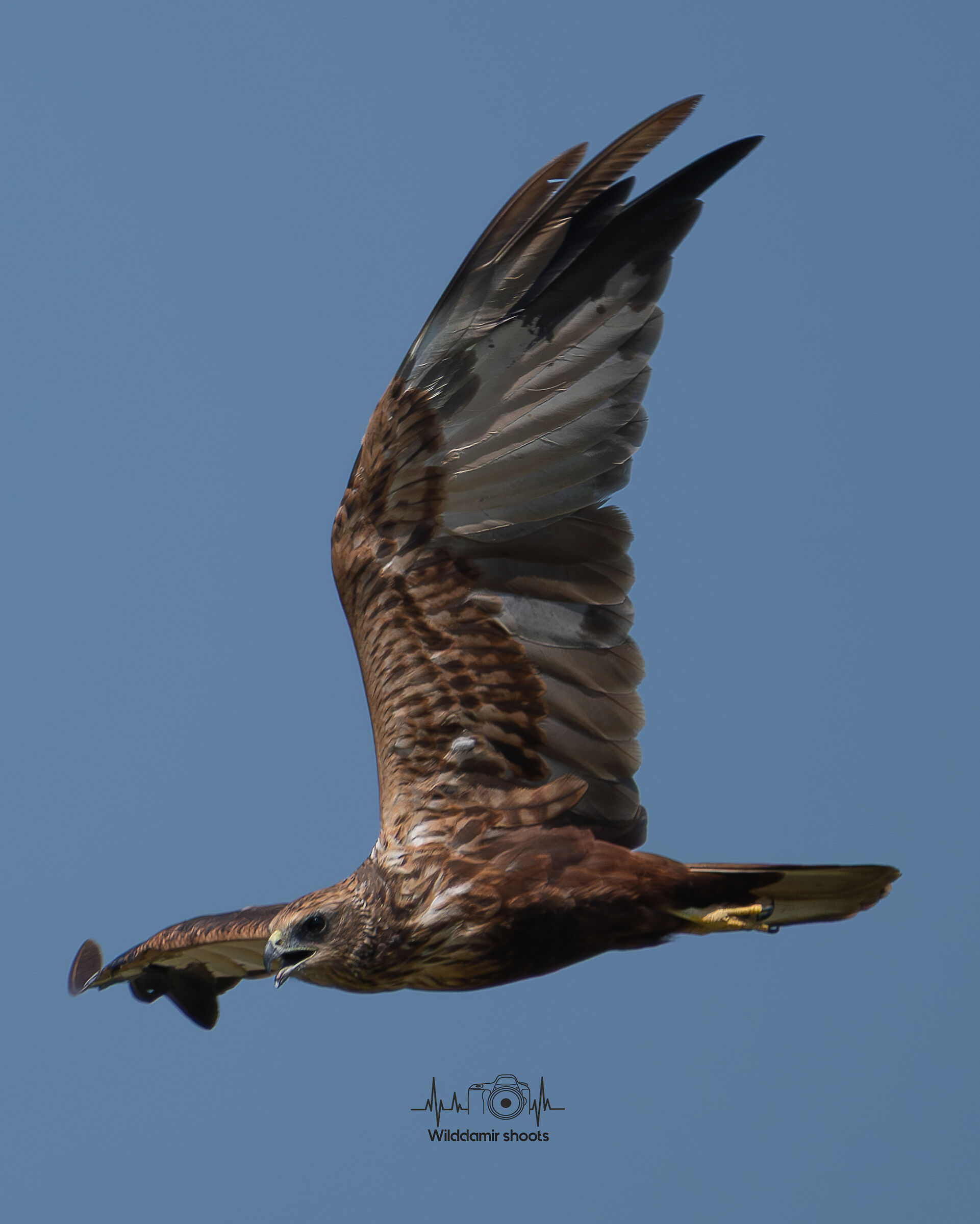 Marsh Harrier
