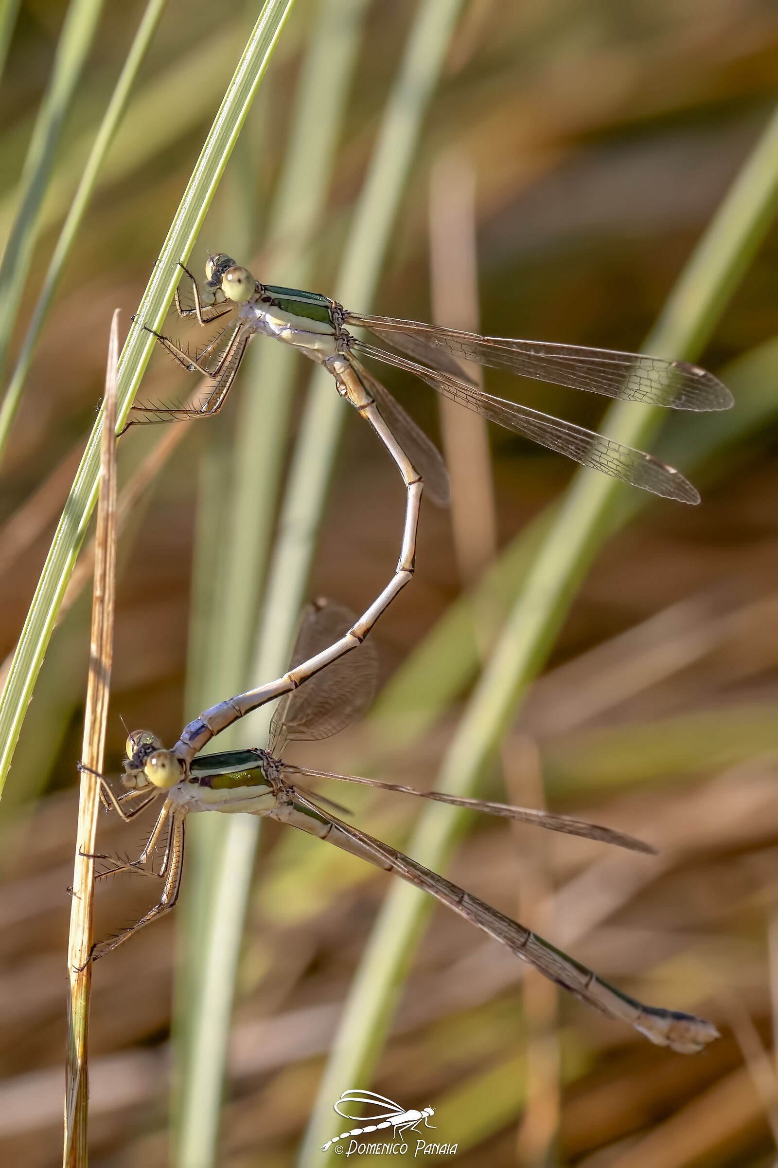 Lestes barbarus
