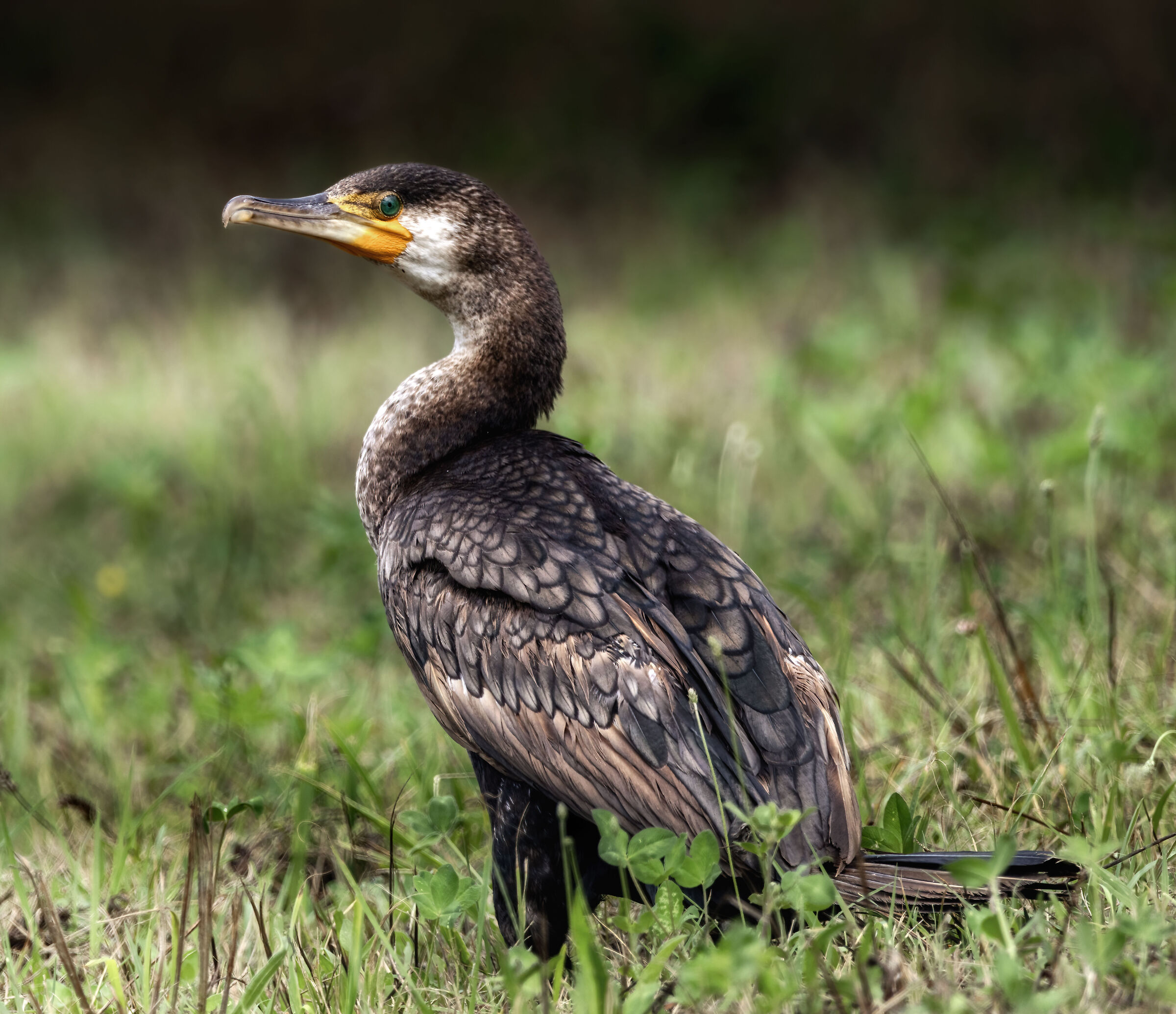 cormorano