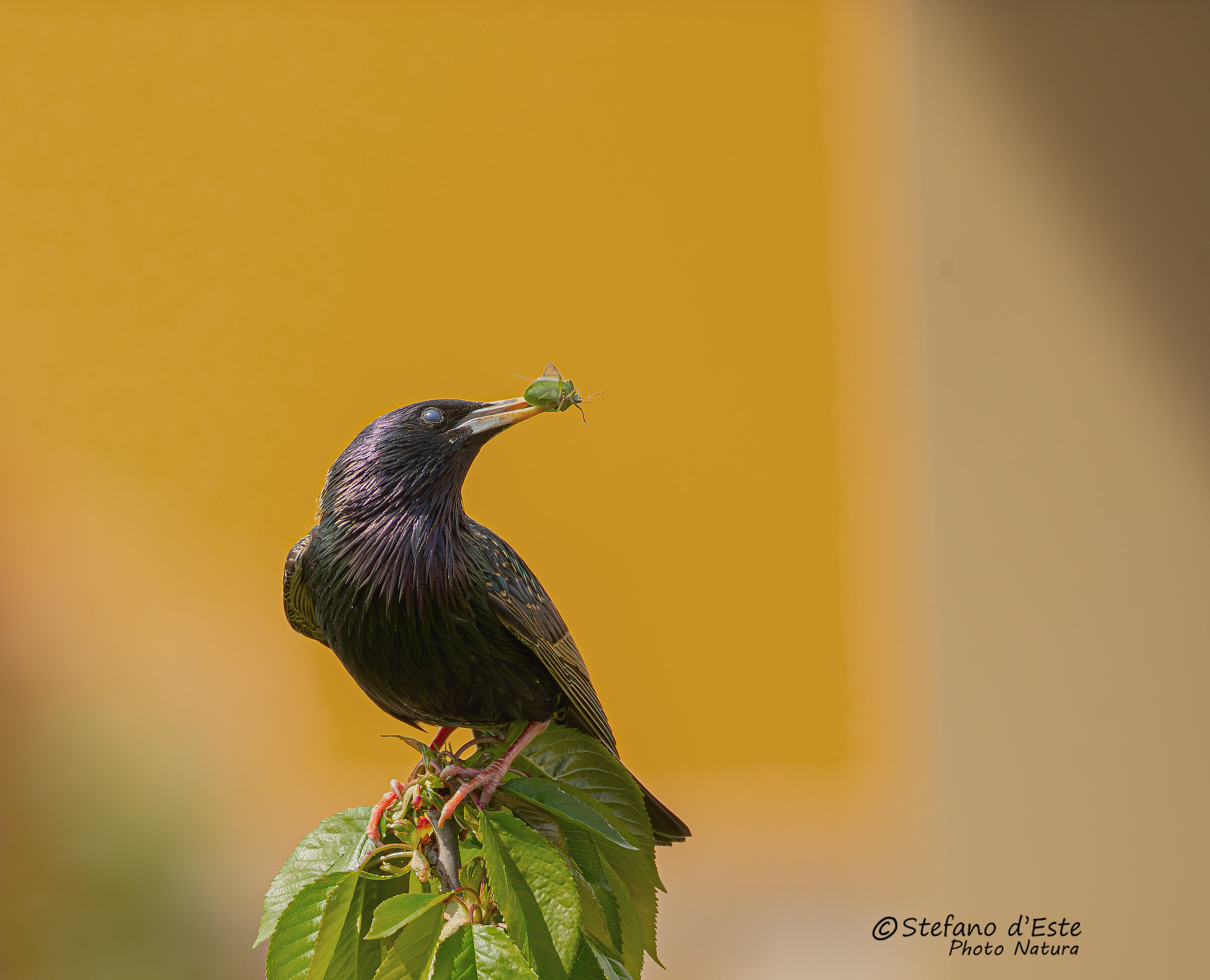 Starling