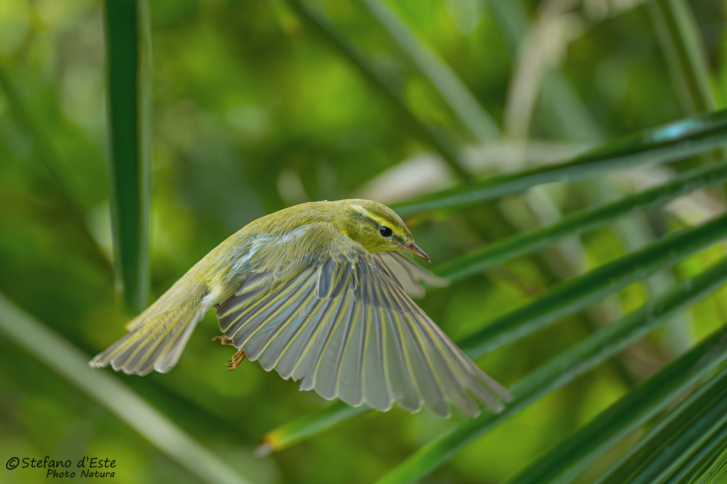 Green Warbler