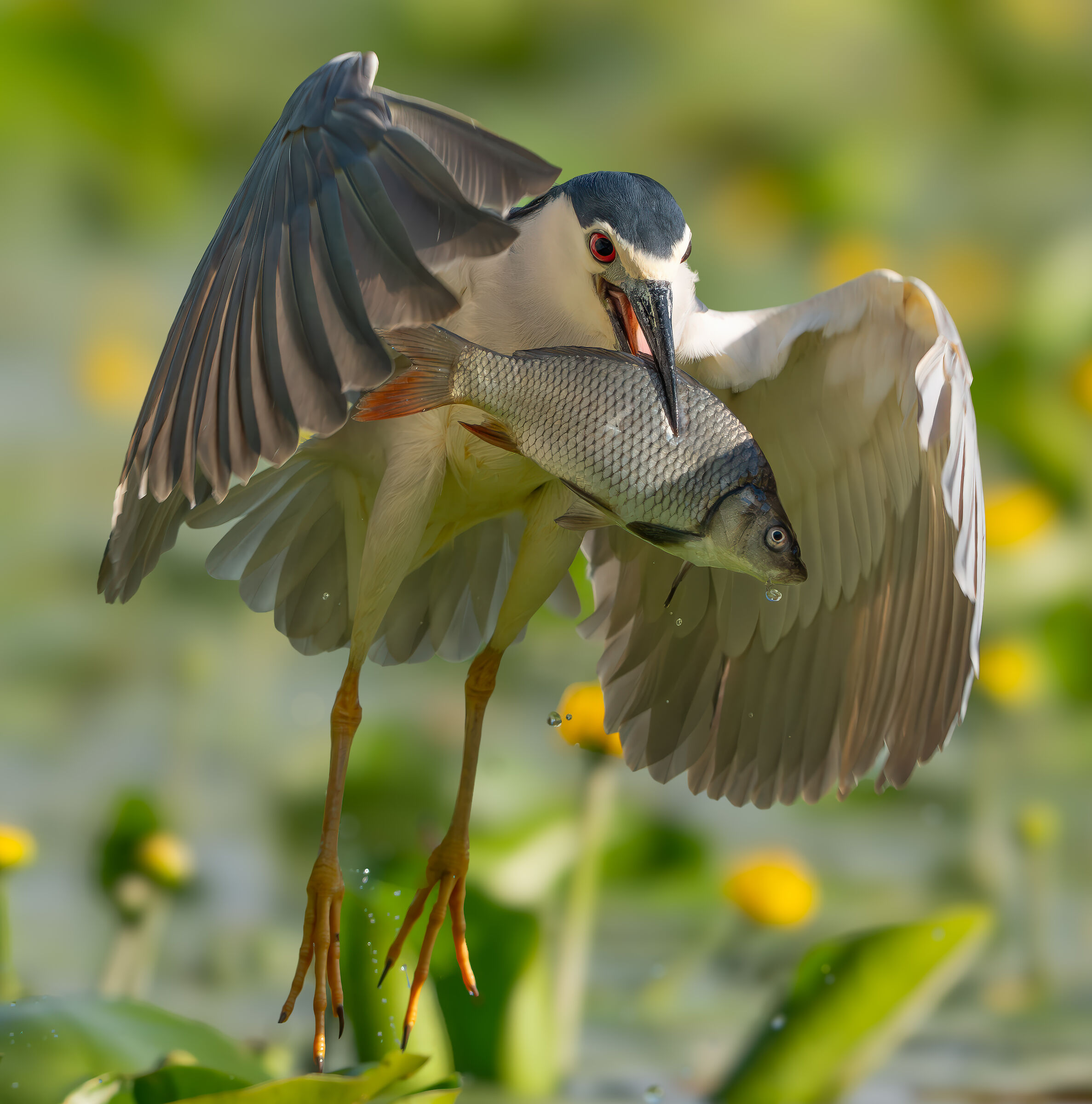 Night Heron in flight with prey