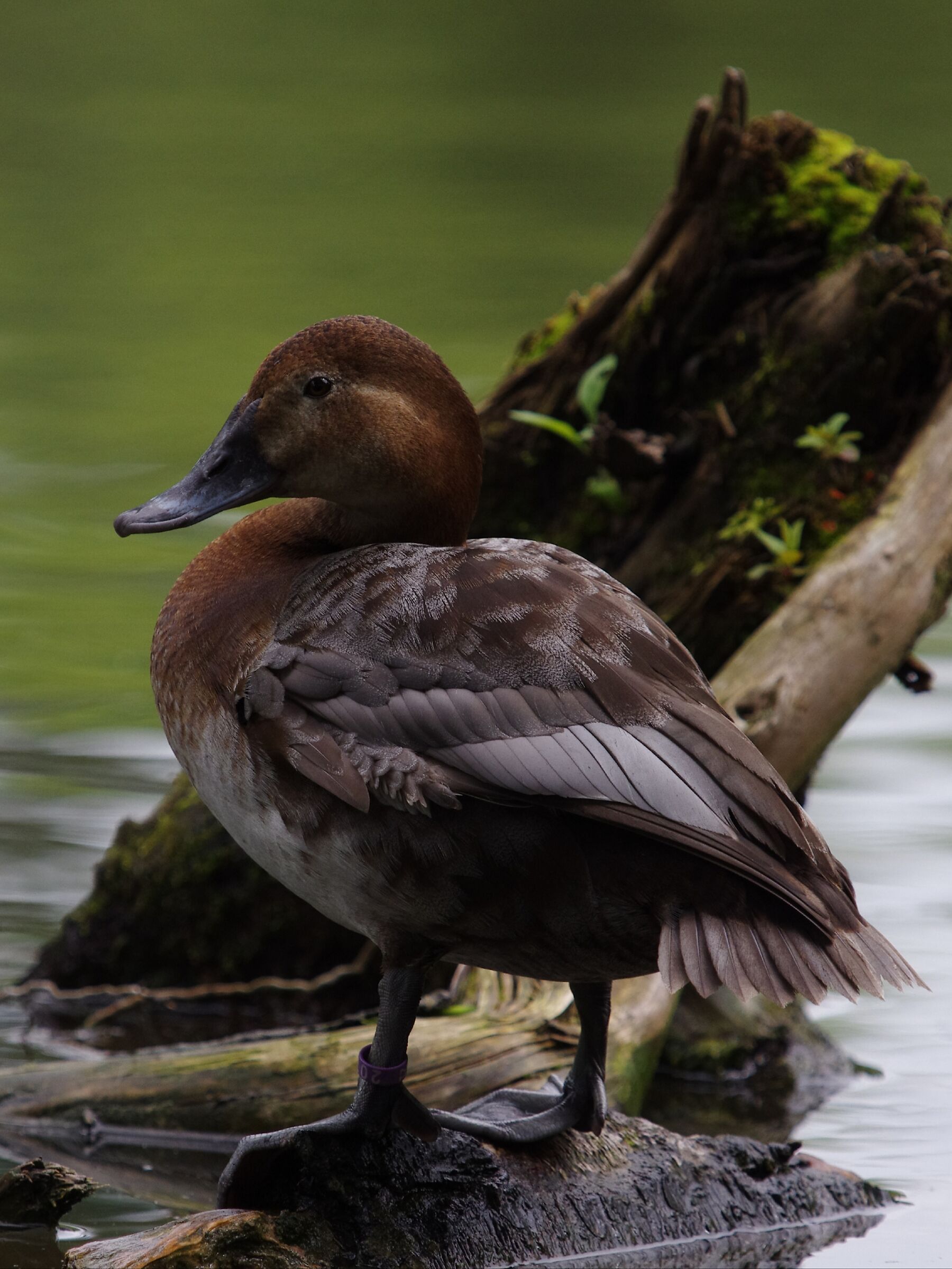 Pochard (fem. )