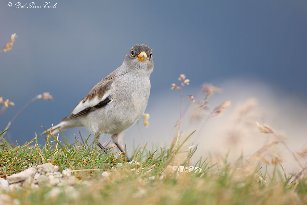 Alpine Finch